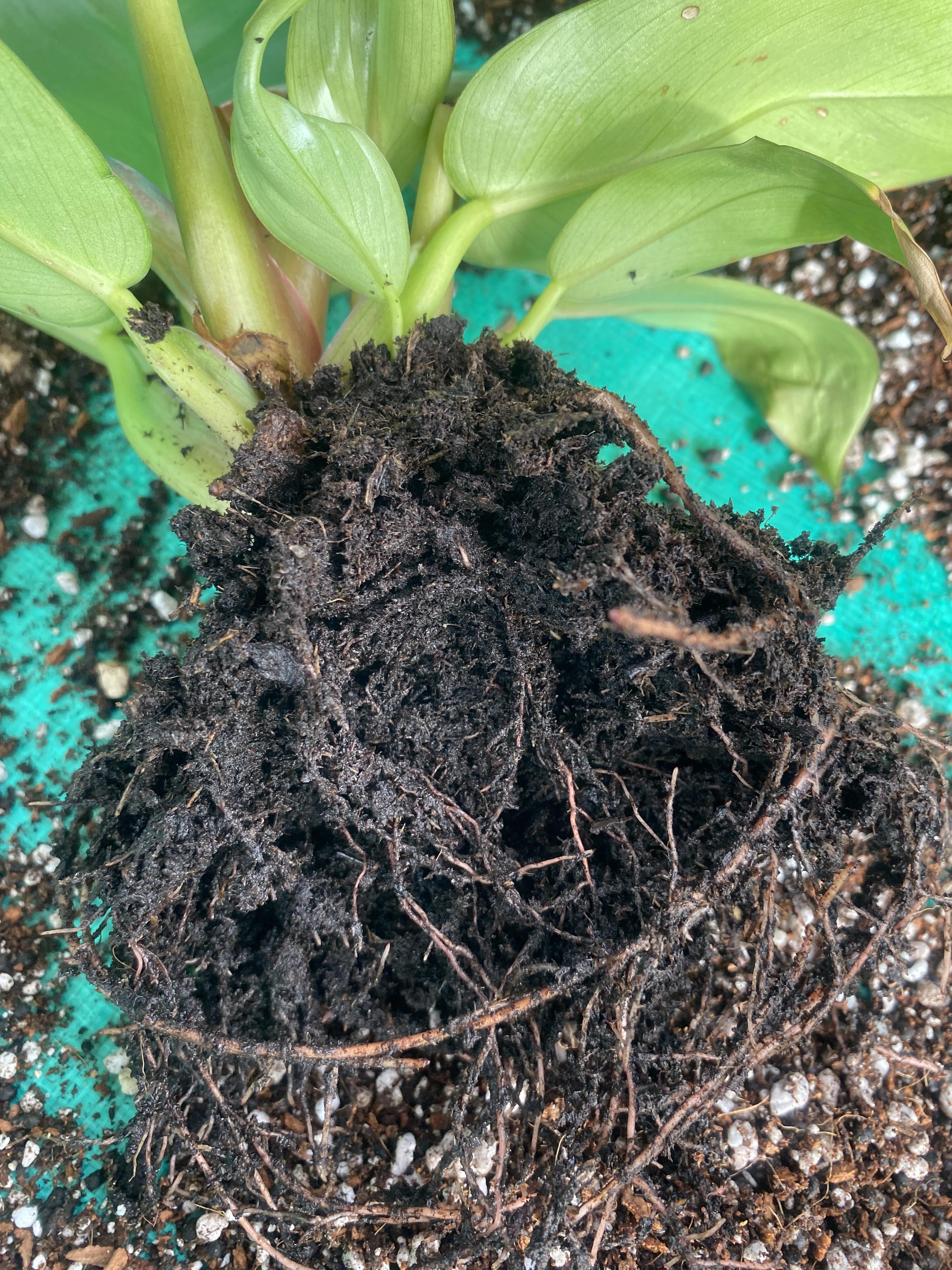 If you buy plants from Petco, repot immediately. The soil was so wet it