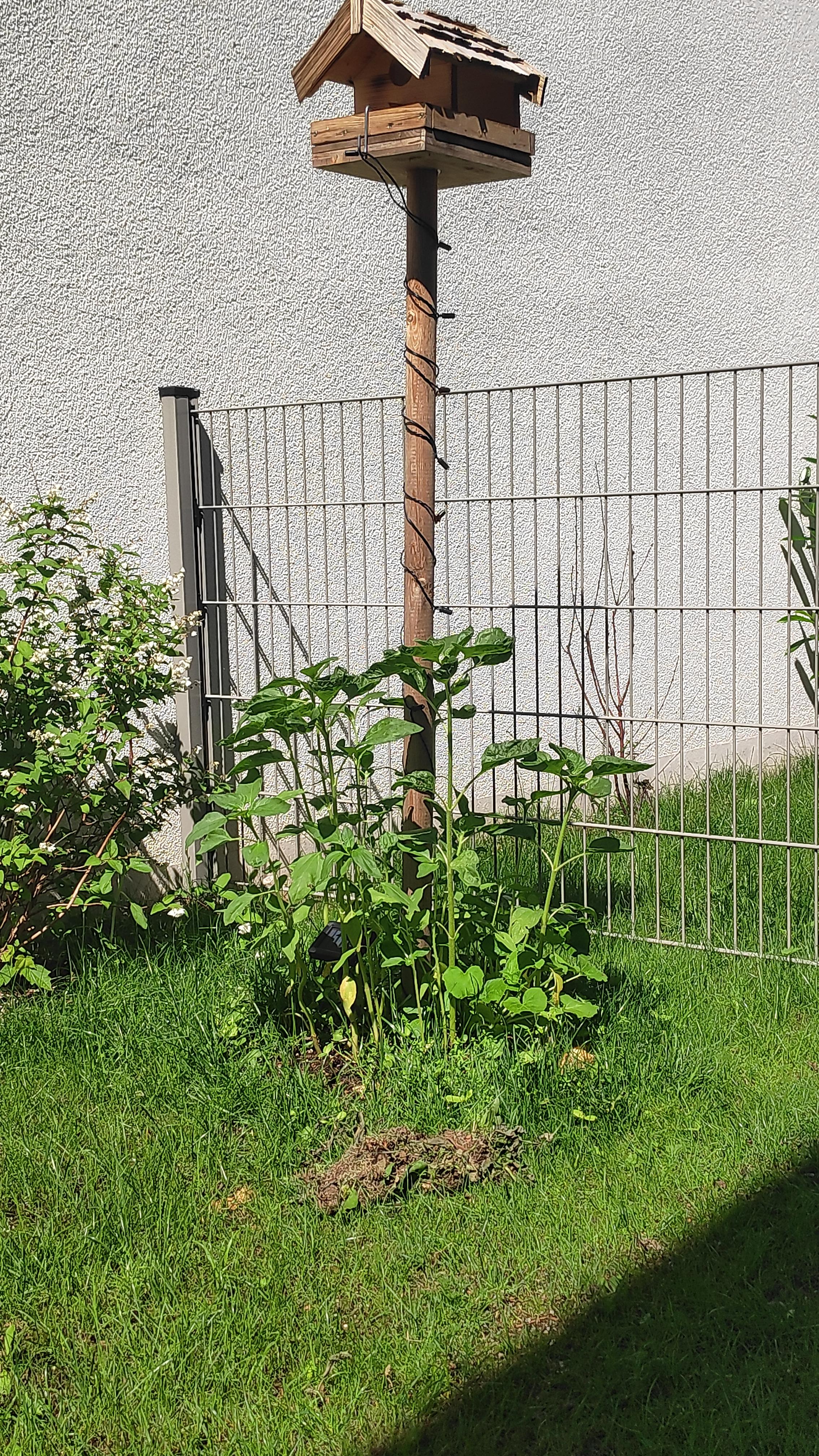 The birds who throw the seeds down on the grass made those sunflowers