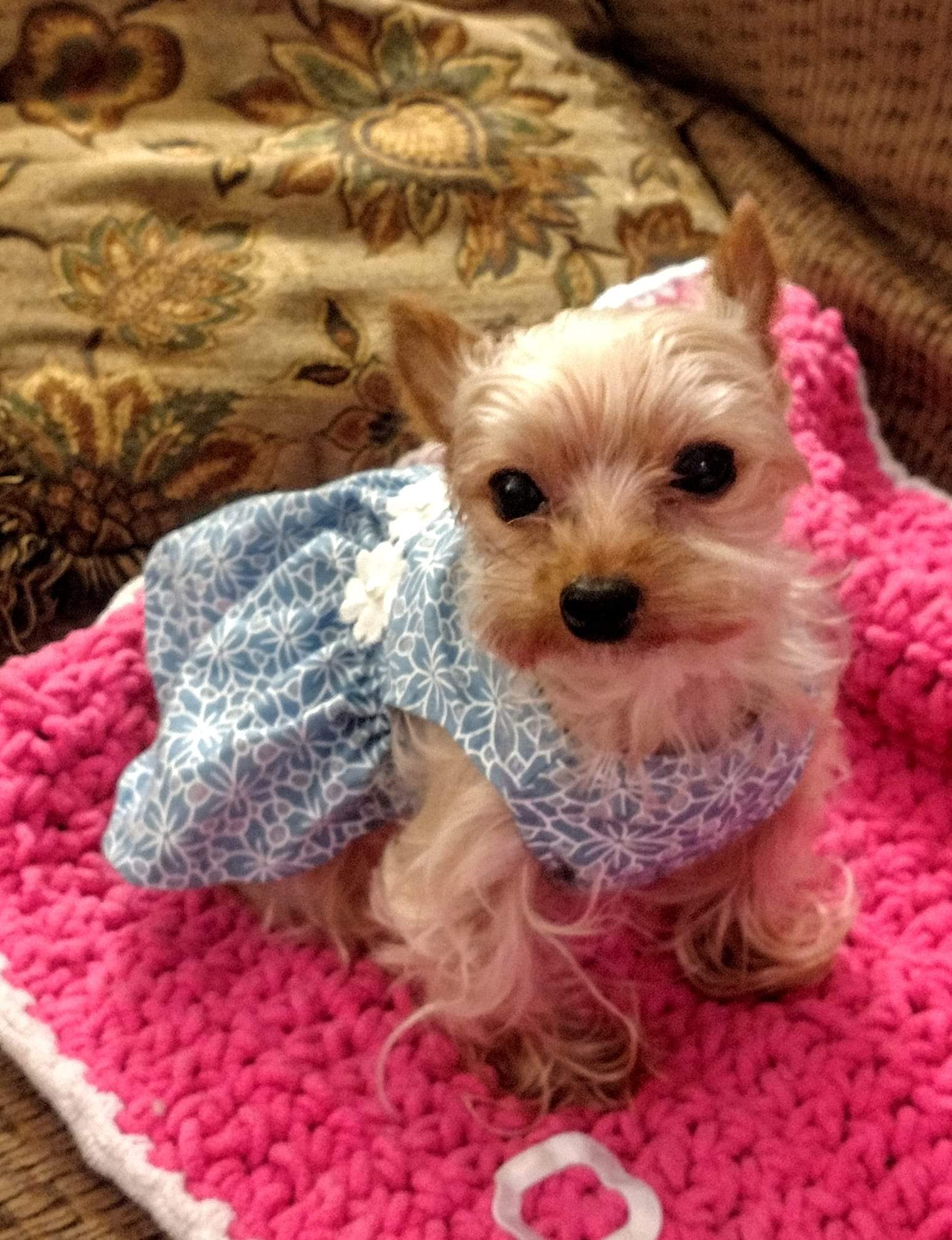 My 11 year old tiny Yorkie Roo diagnosed with blood clot in lungs and