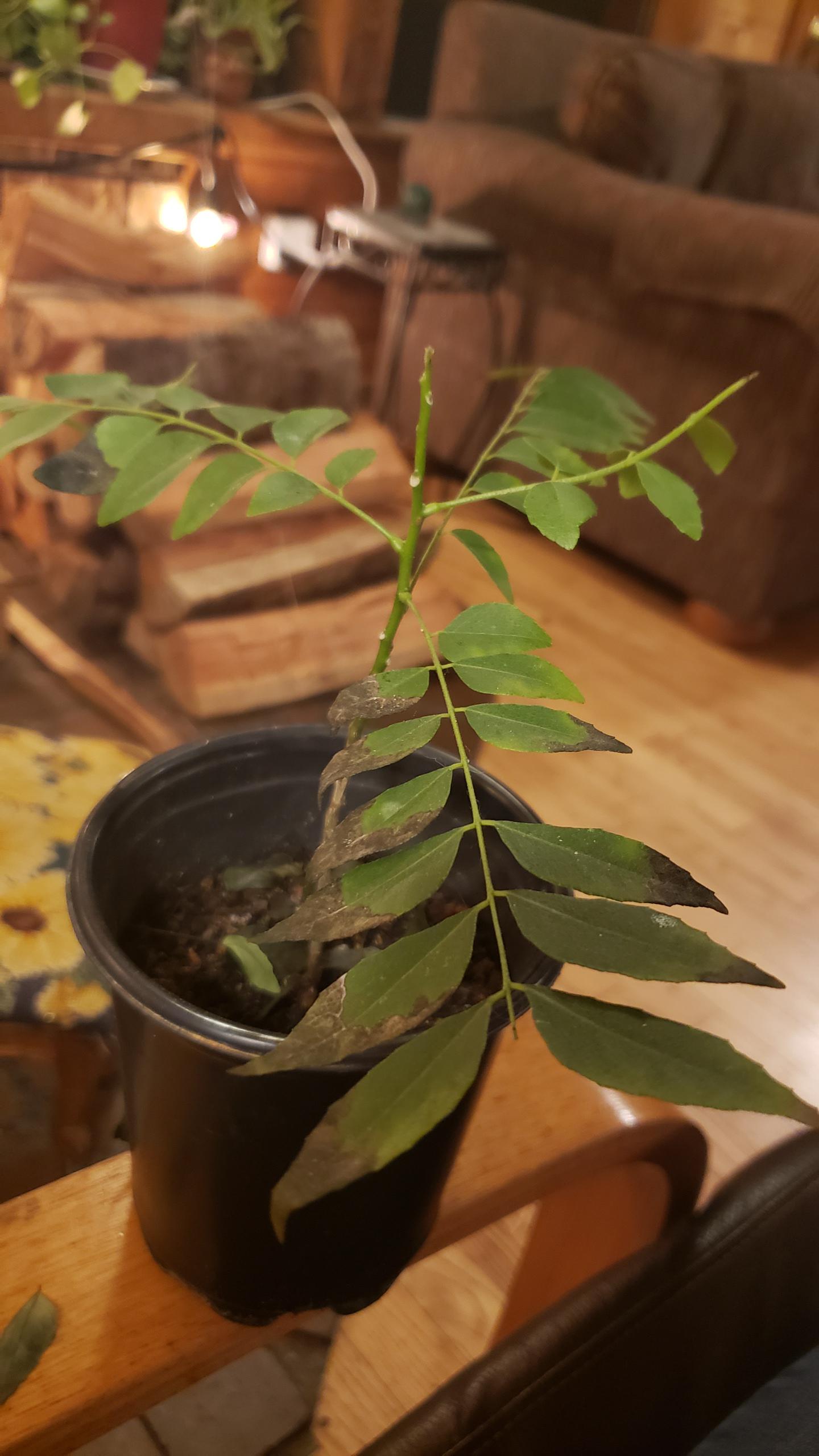 An Indian curry plant. Leaves turning black and falling off. r