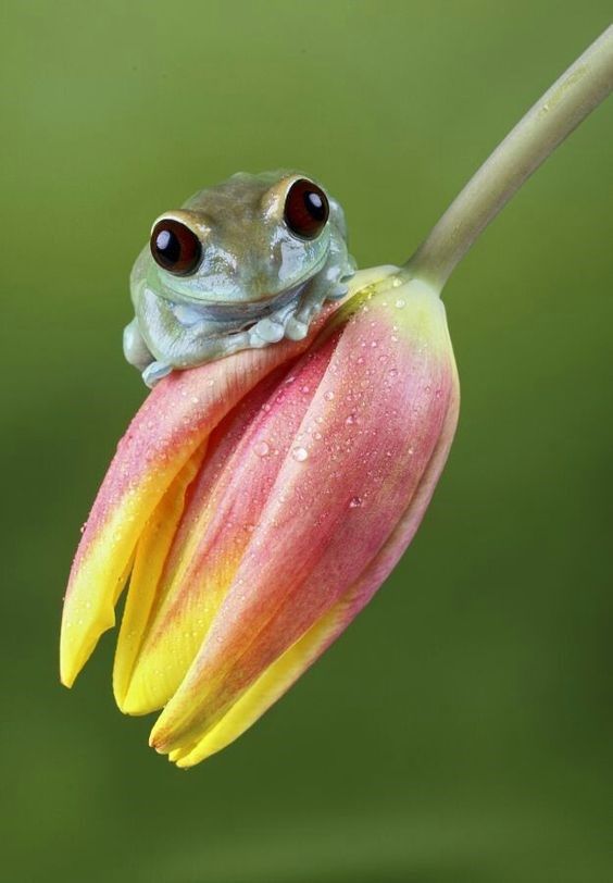 Frog Eating a Bee frogs