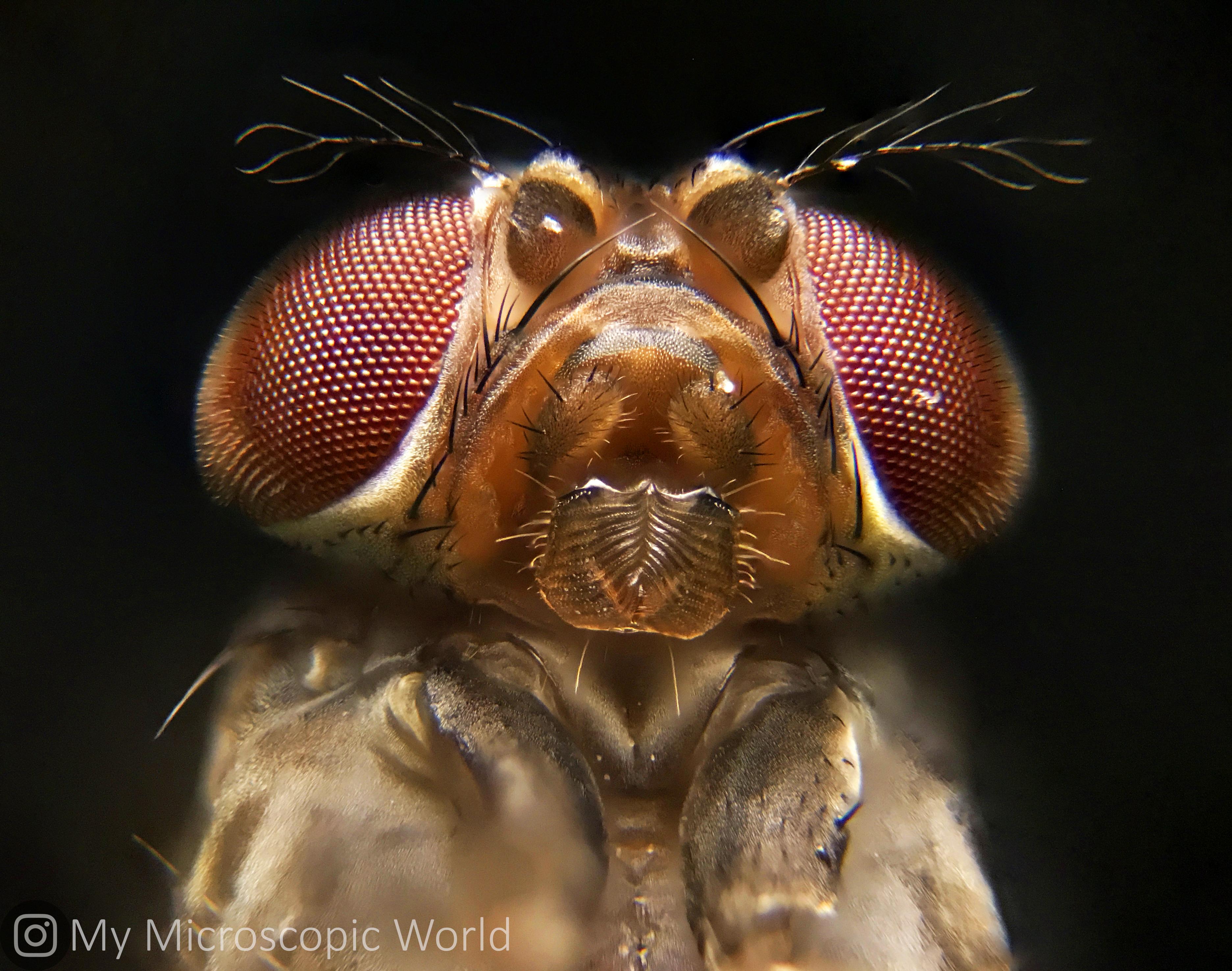 Fruit fly focus stack Shot with my iPhone mounted on my microscope
