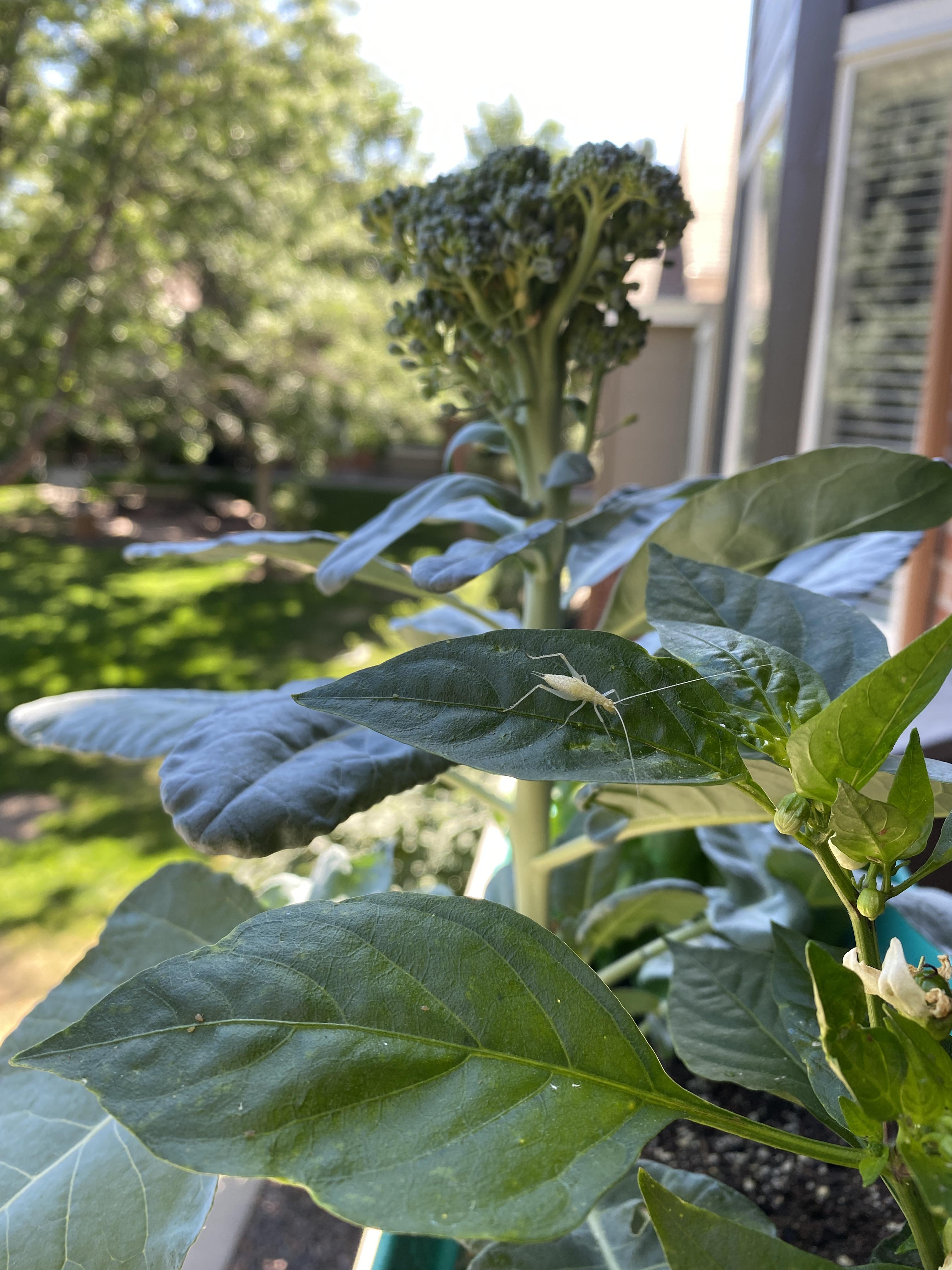 What is this white cricket looking thing and is it eating my plants or
