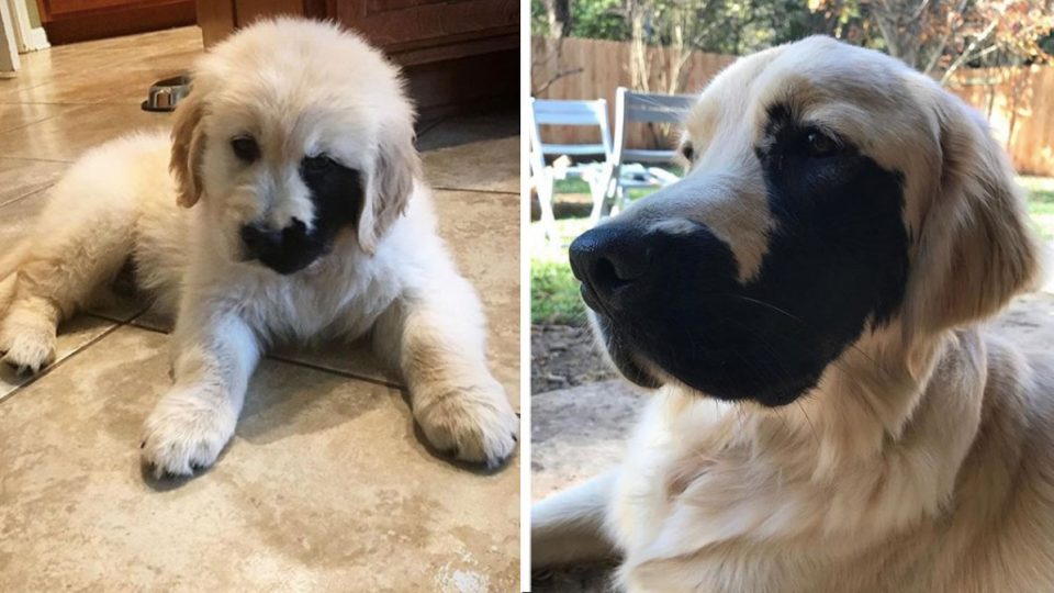 Golden retriever with black marking r/animaloddities