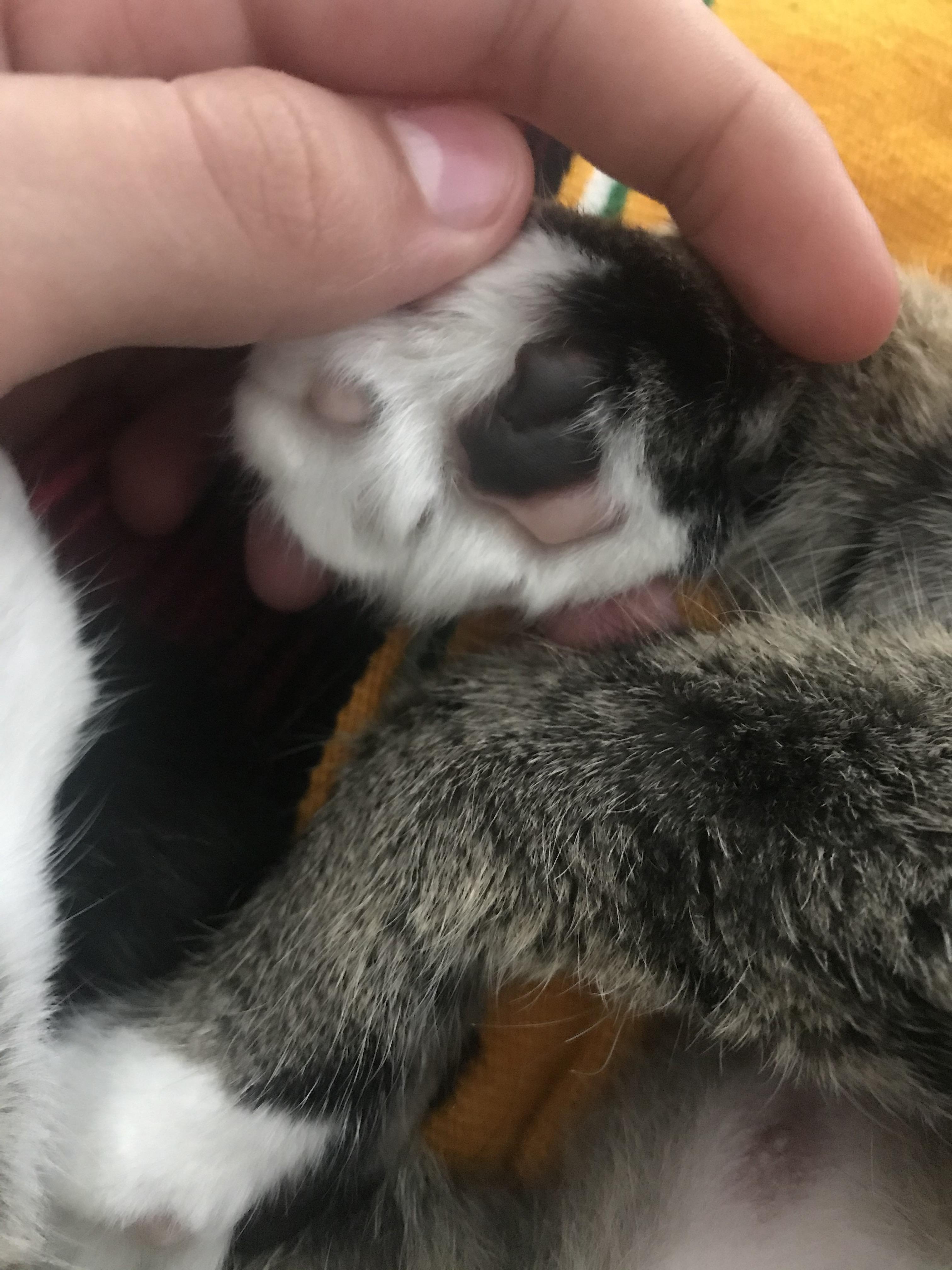 My cats toe beans are two different colors r/mildlyinteresting