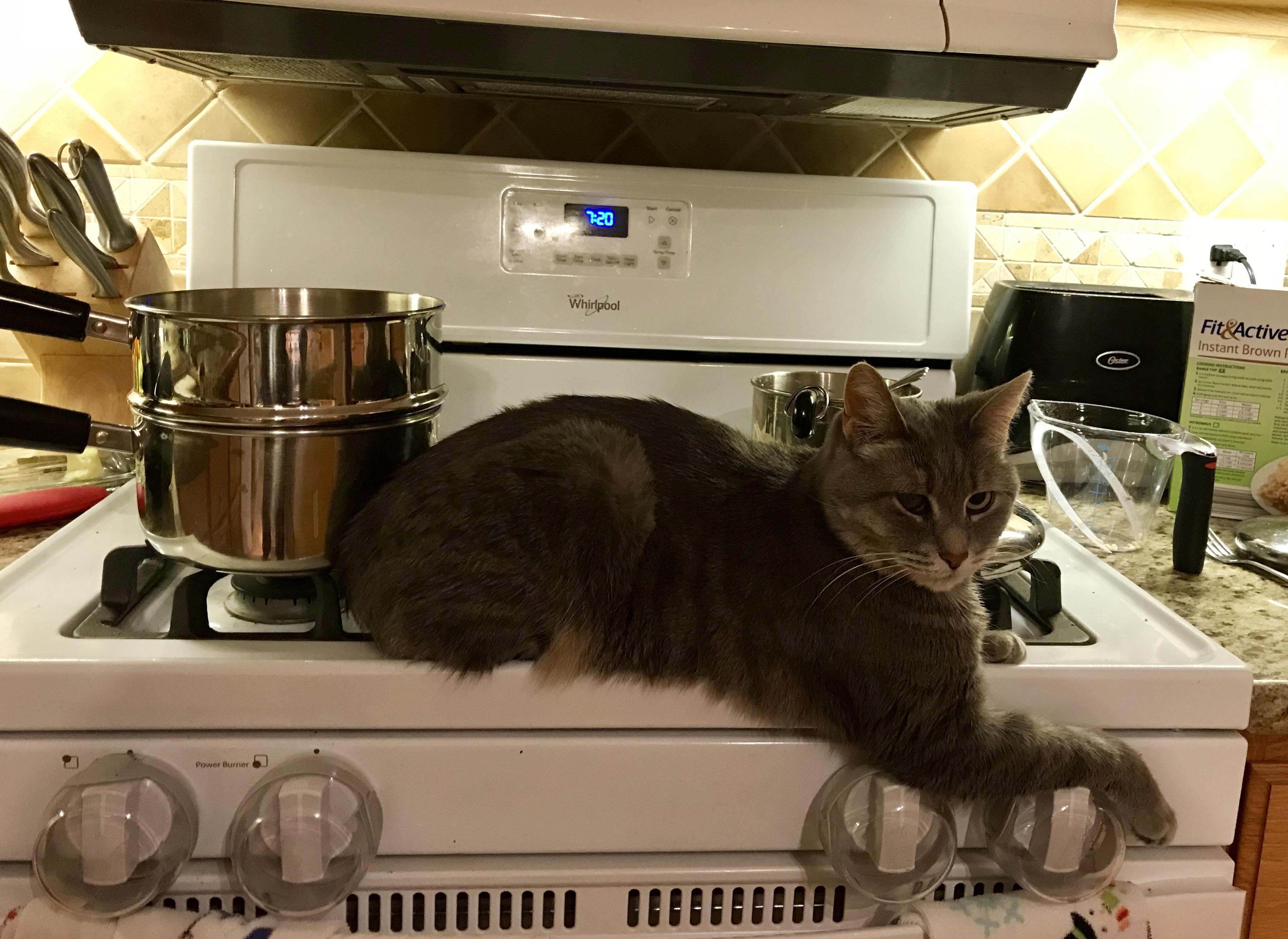 The naughtiest cat I’ve ever seen r/aww