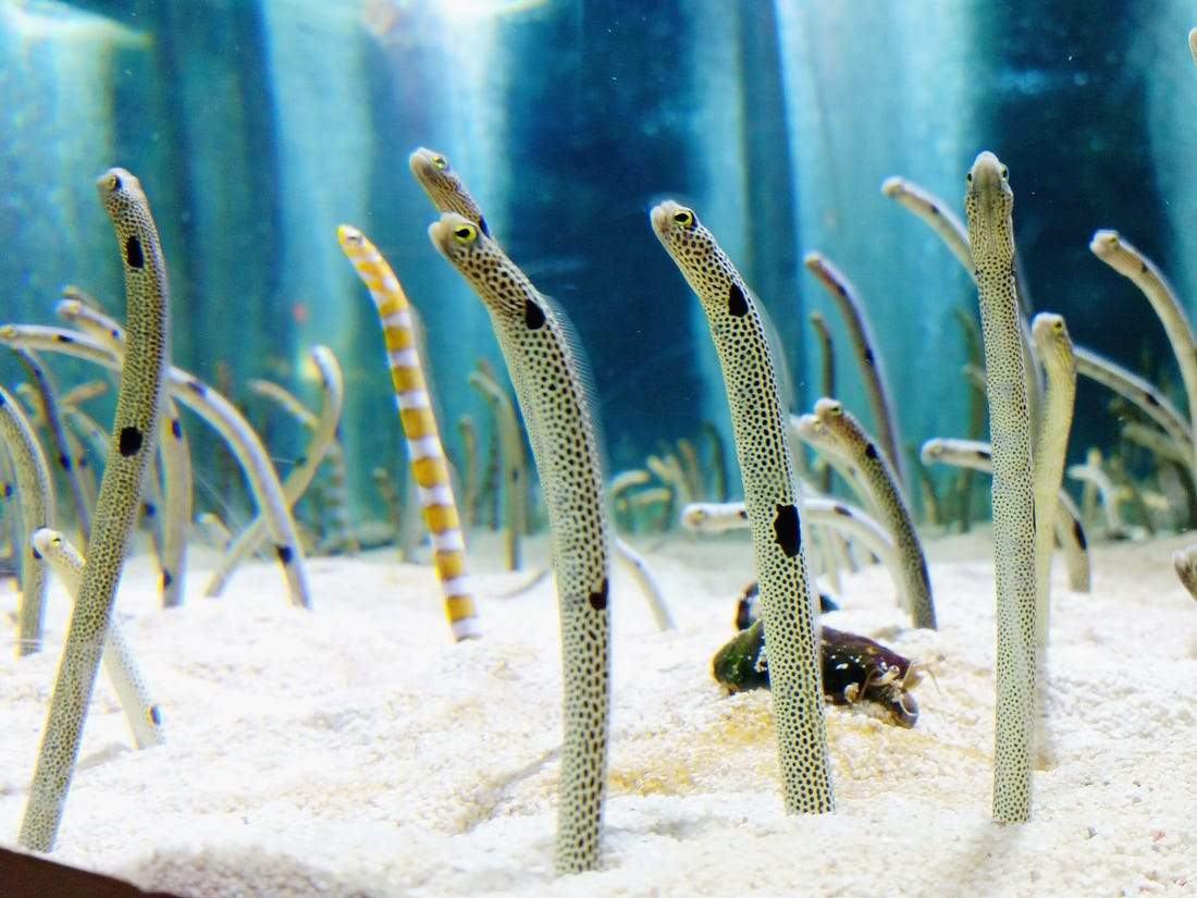 Garden eels bury themselves in holes and poke themselves out to mimic