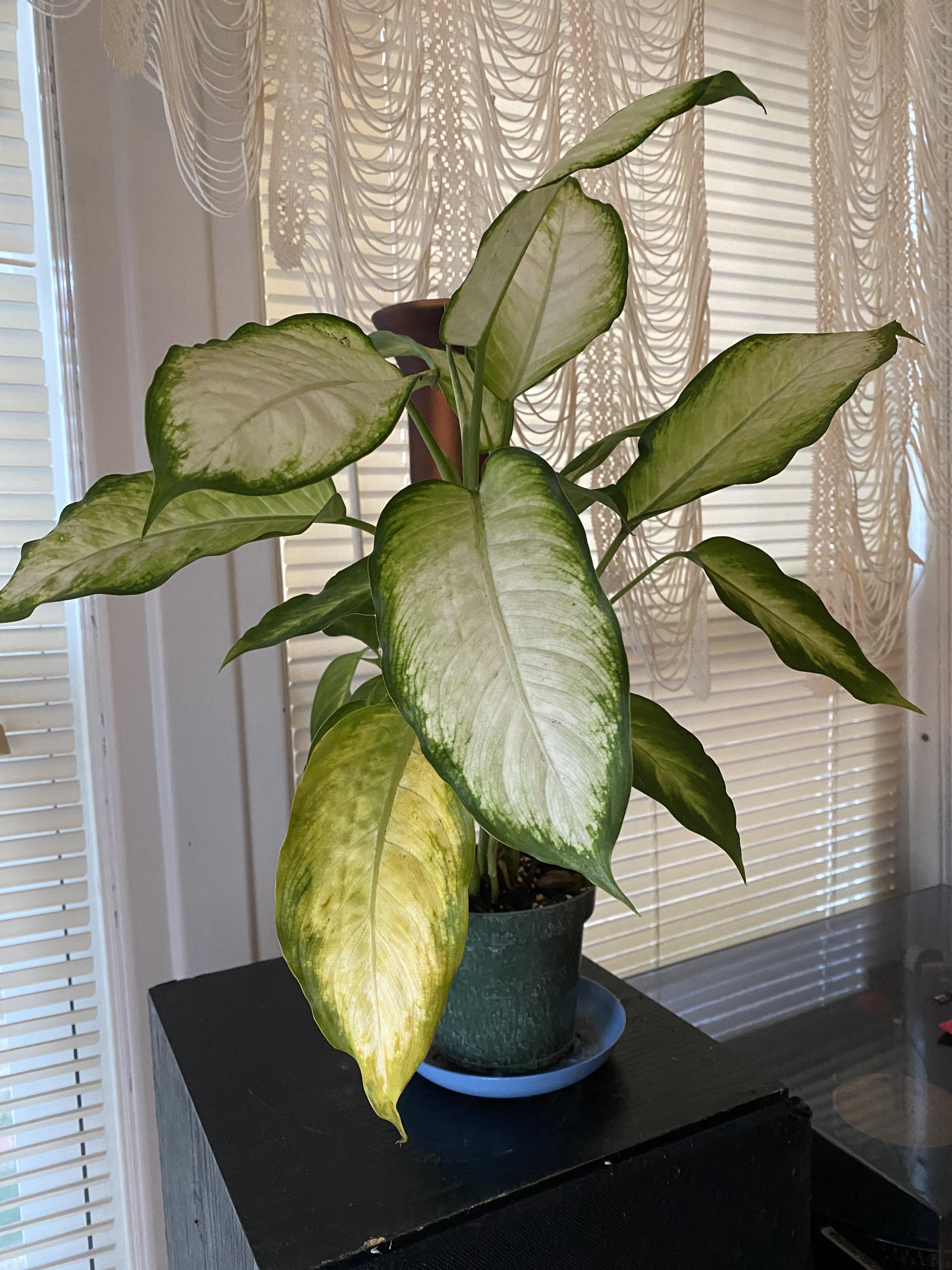 Dumb Cane leaves turning yellow and dying. Please help ( More info in