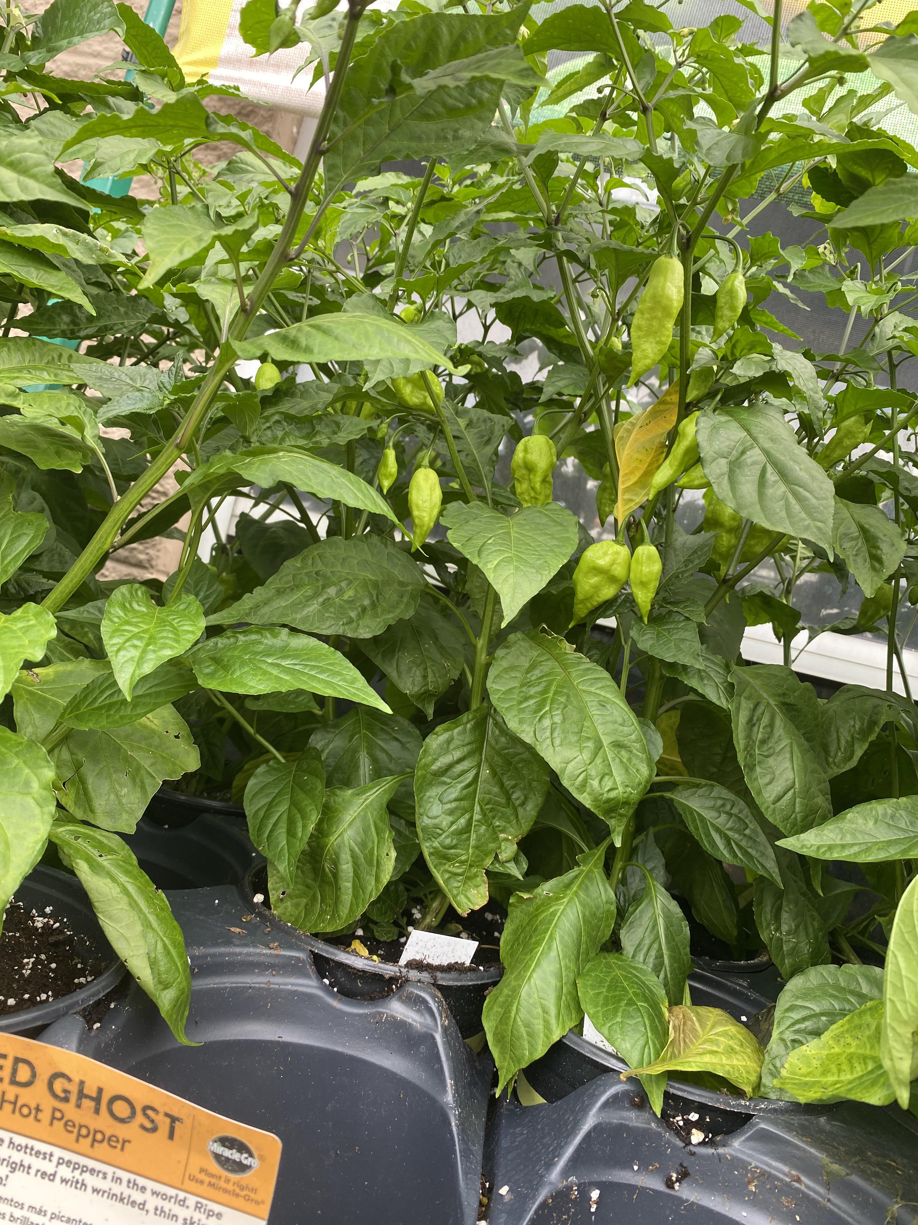How are the ghost peppers at Lowe’s doing better than mine at home 😂
