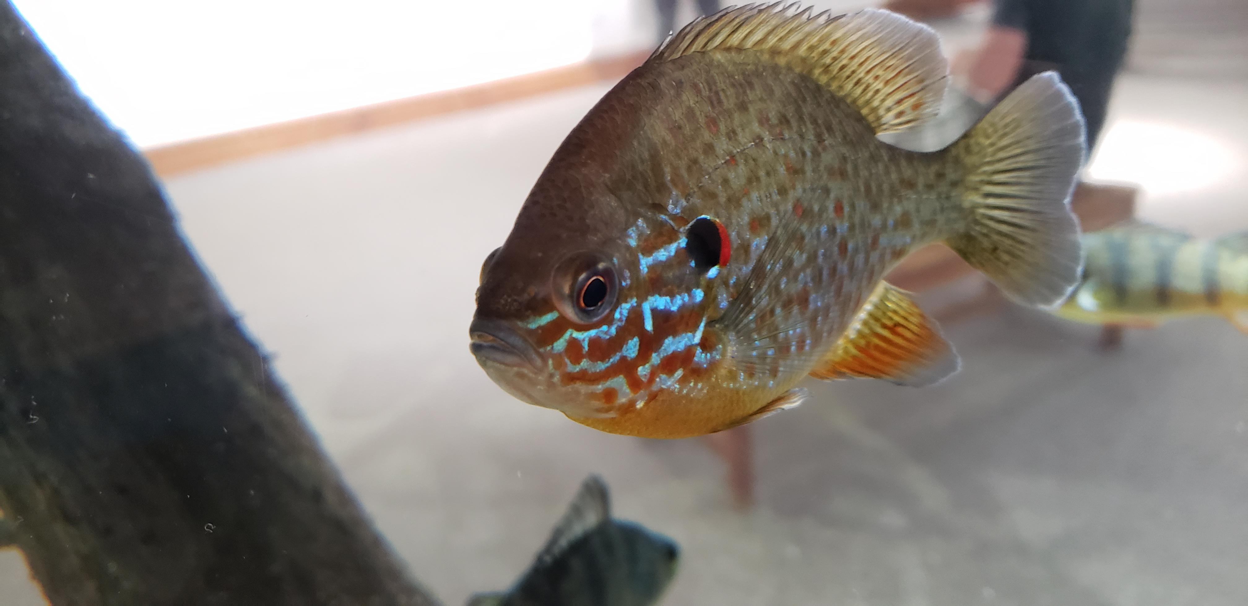 A beautiful sunfish at the Montshire Museum in Vermont [oc] r/Aquariums