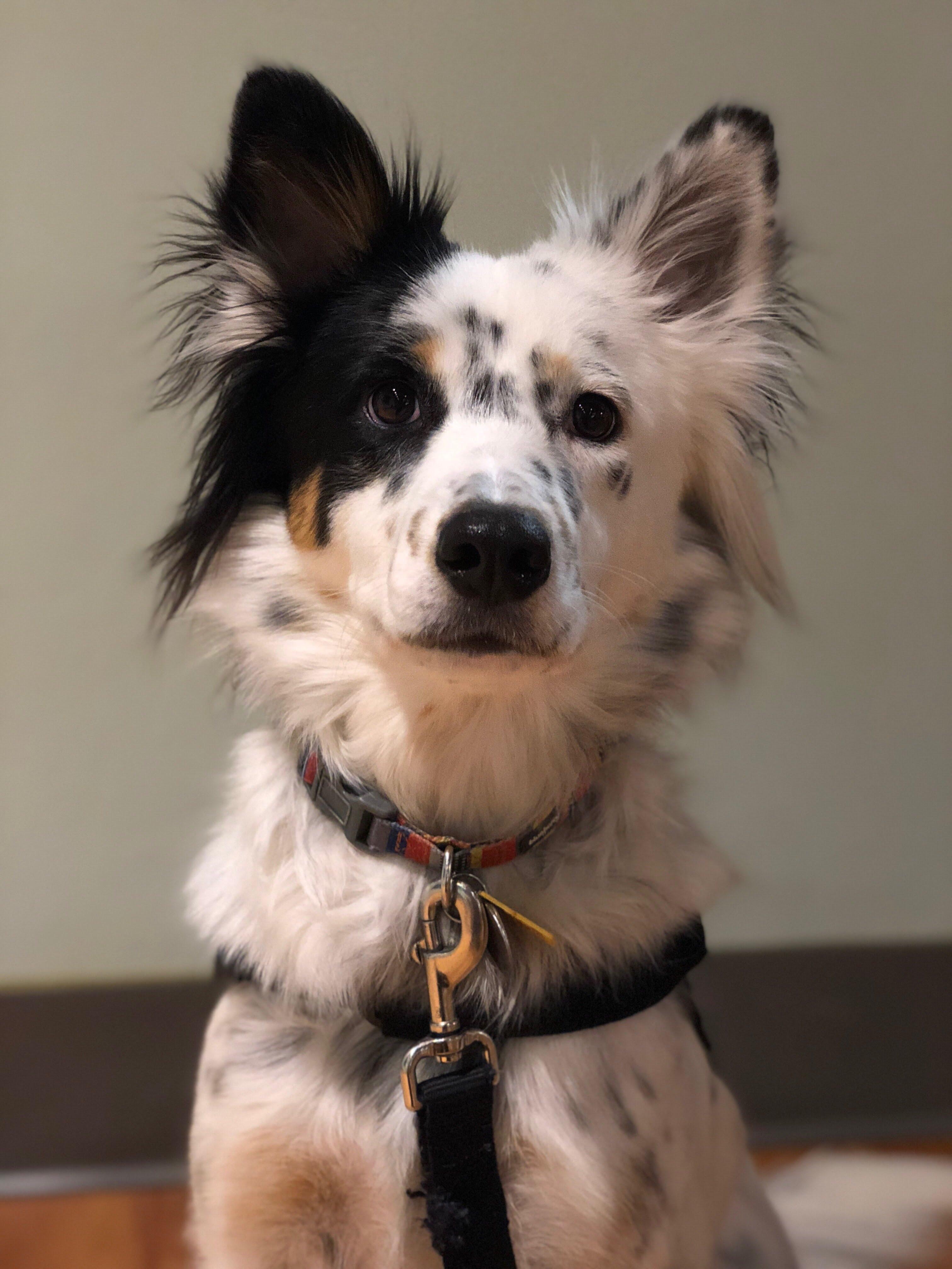 Meet Olivia (3) my service (medical alert/response) dog