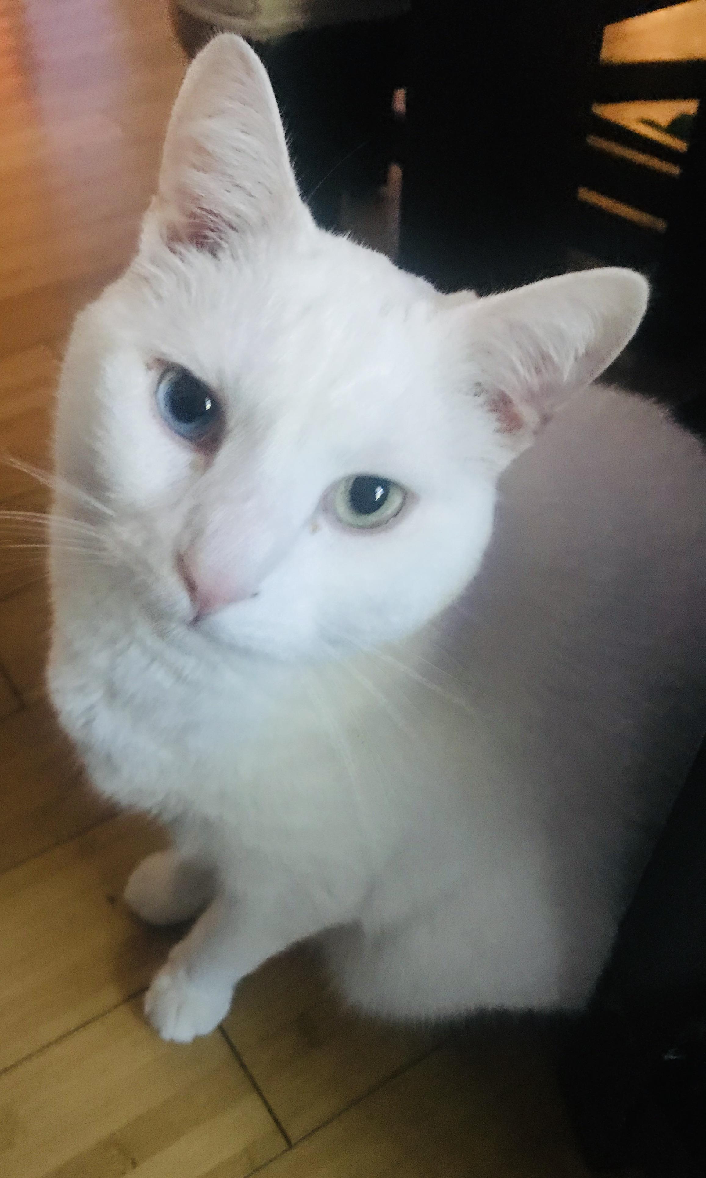 132 best r/whitecats images on Pholder After a manicure and hairstyle