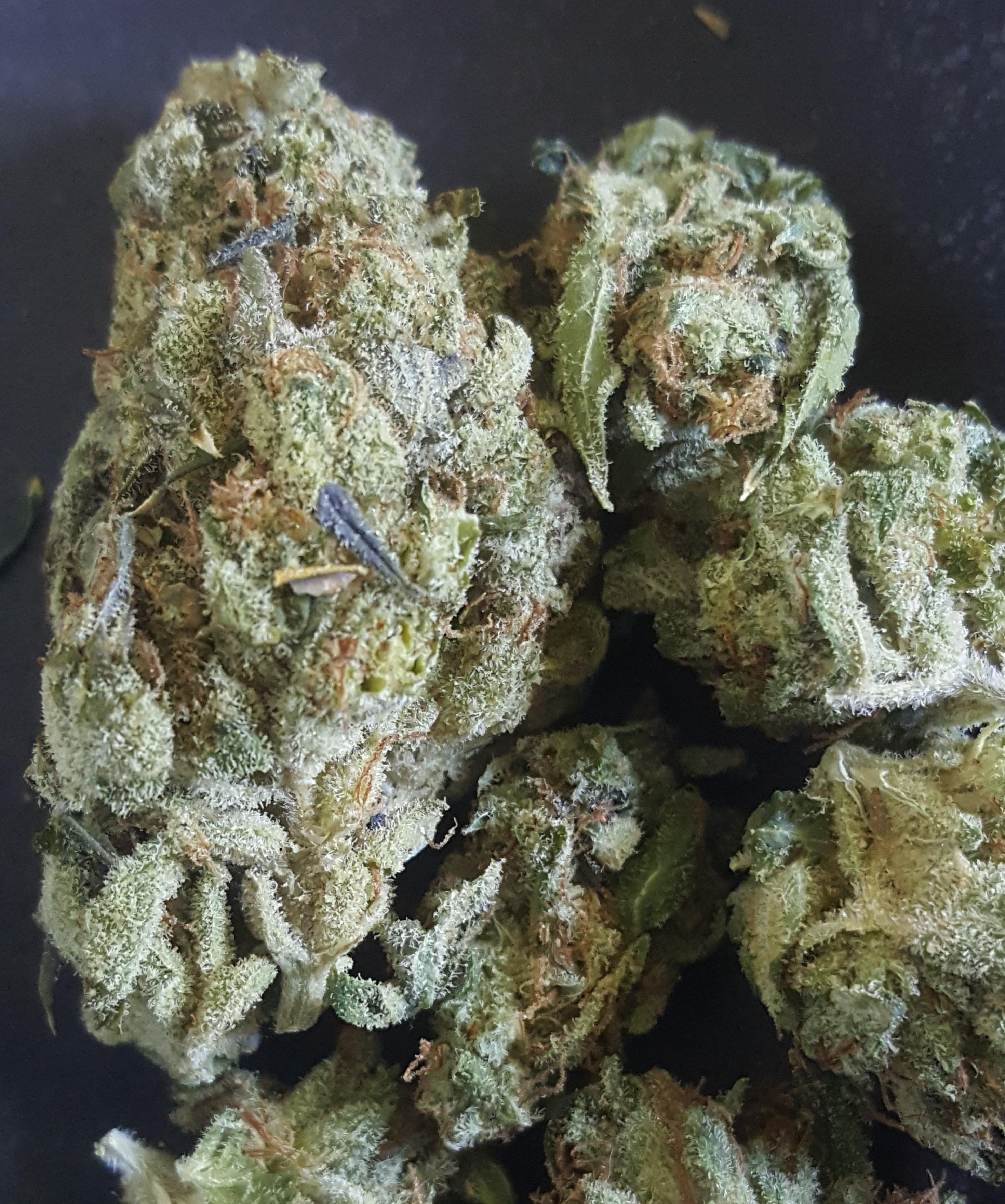 DosiWoah (Nature's Heritage) bostontrees