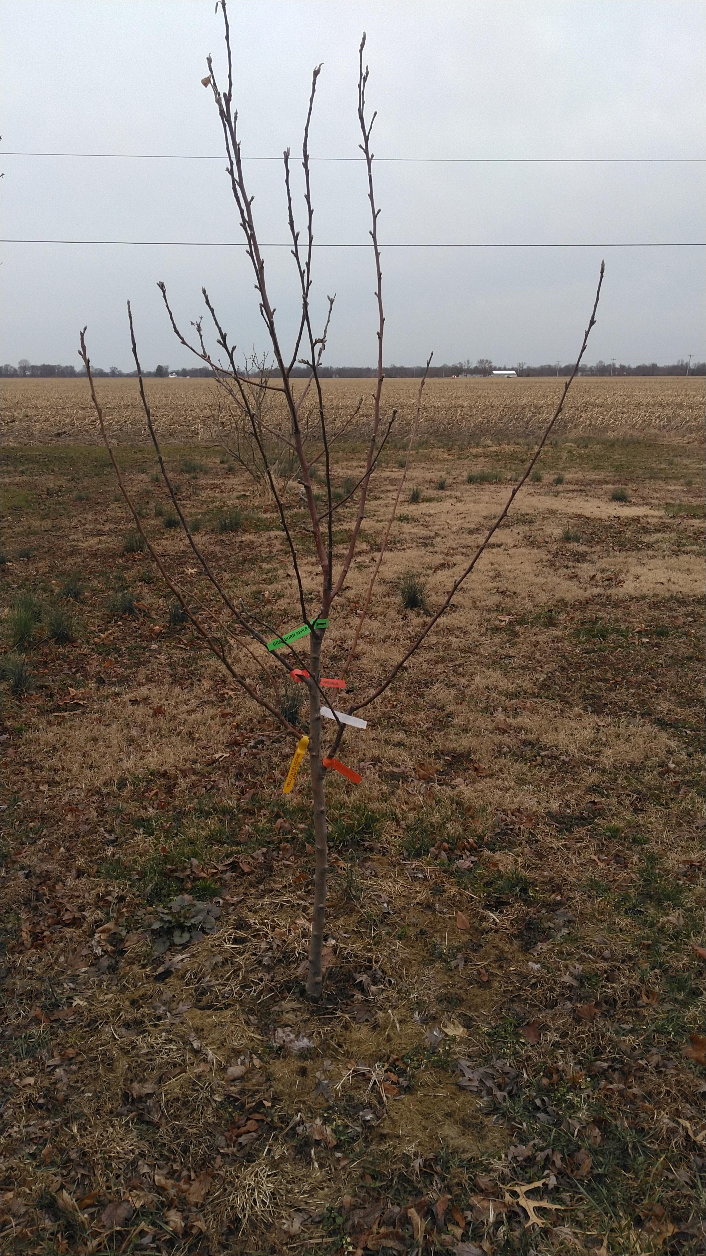 My 5in1 apple tree. Winesap, breaburn, Fuji, yellow delicious, and
