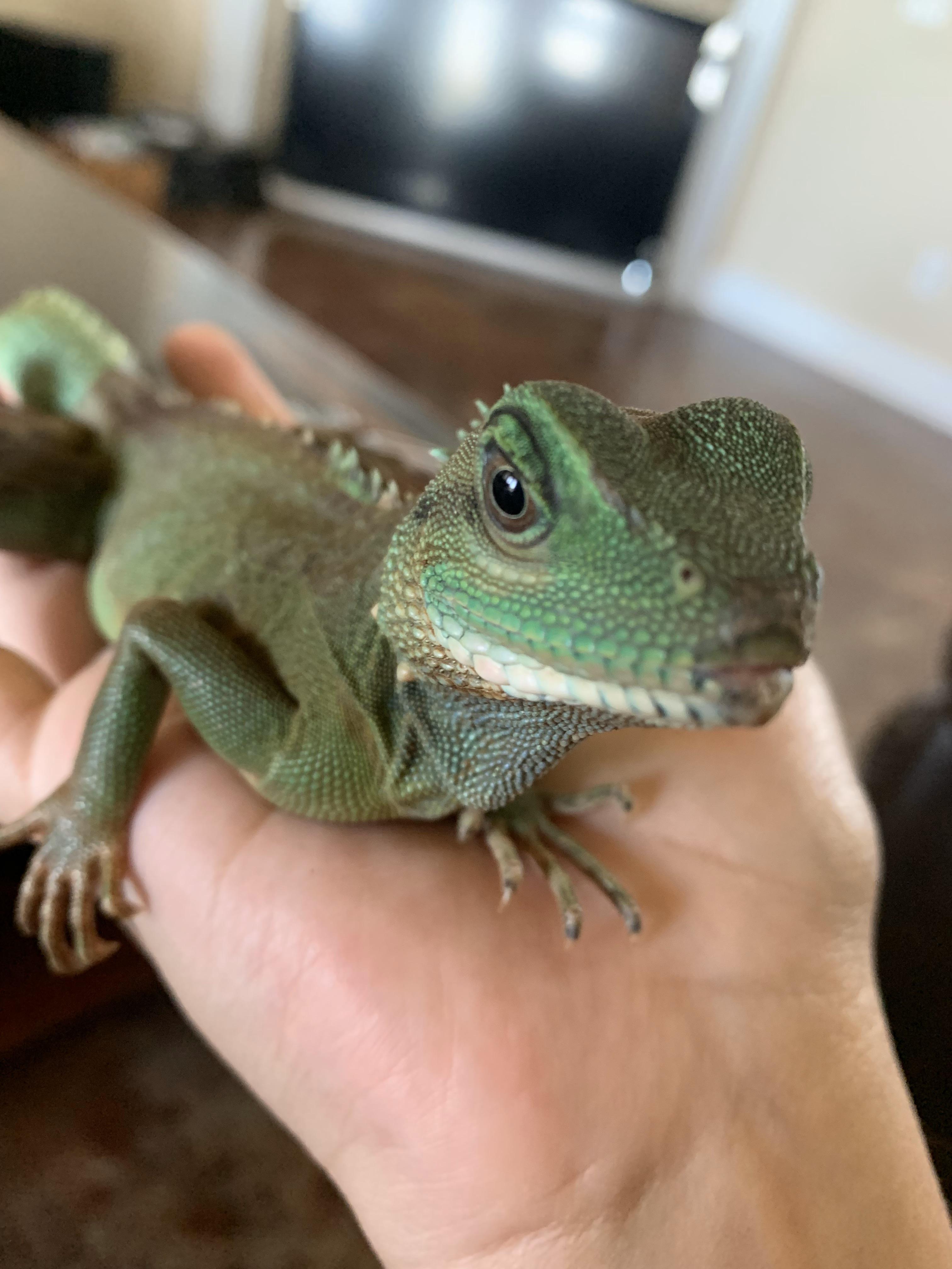 Does anybody know what kind of lizard this is? Red & yellow back, green belly with black stripes