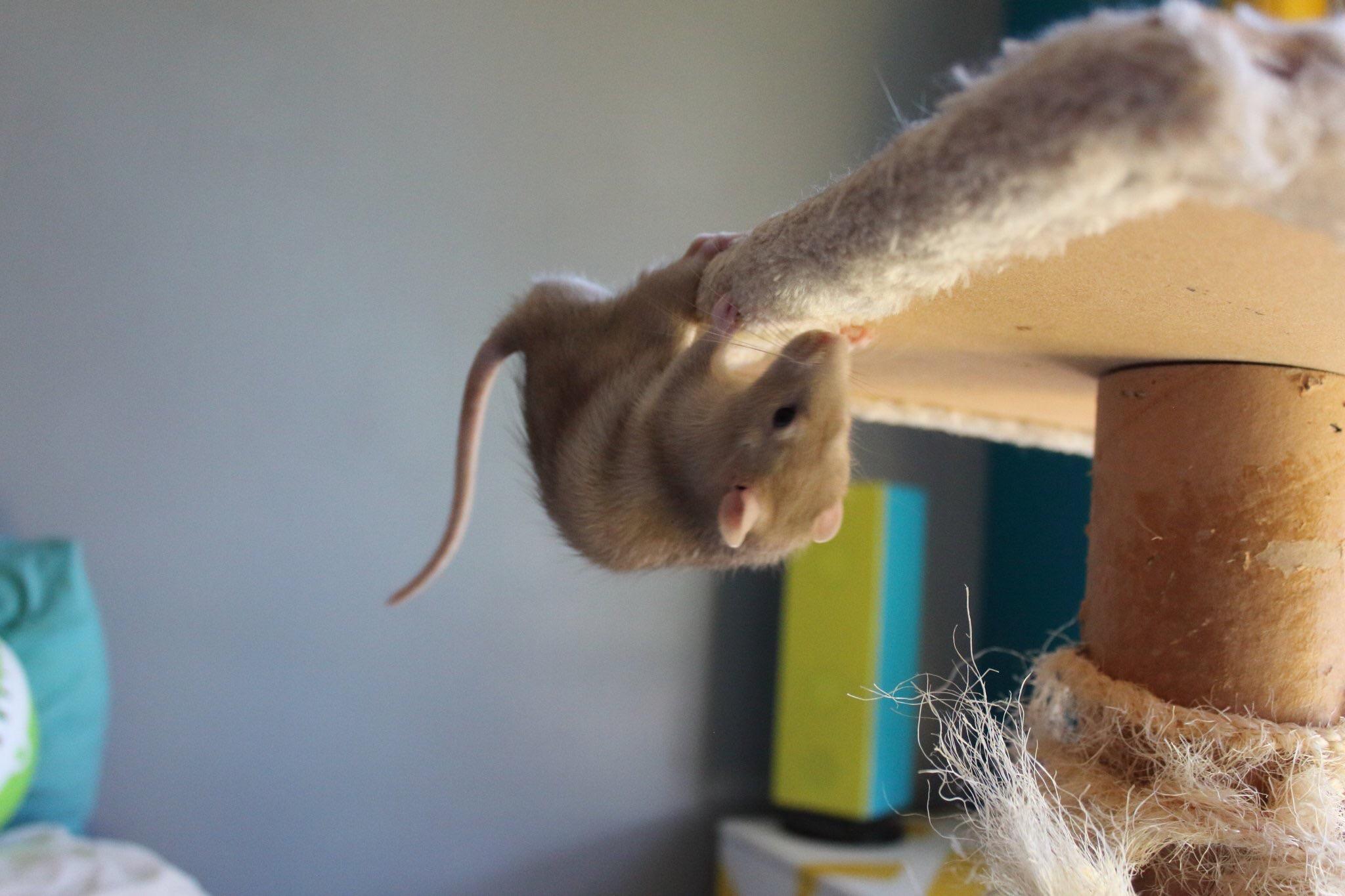 Spider rat, spider rat, does whatever a spider rat does r/RATS