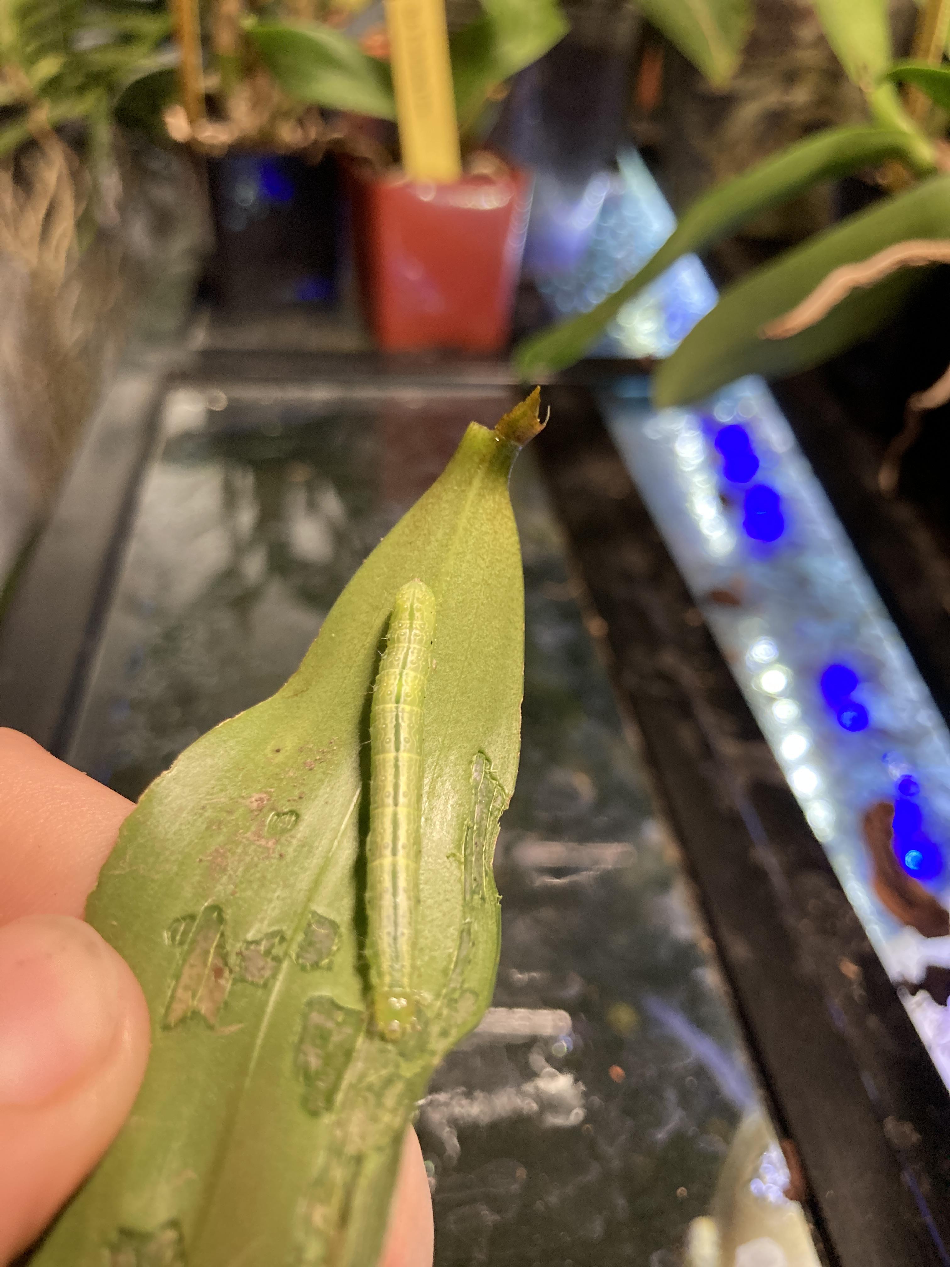 What’s this bug eating my orchid? r/orchids