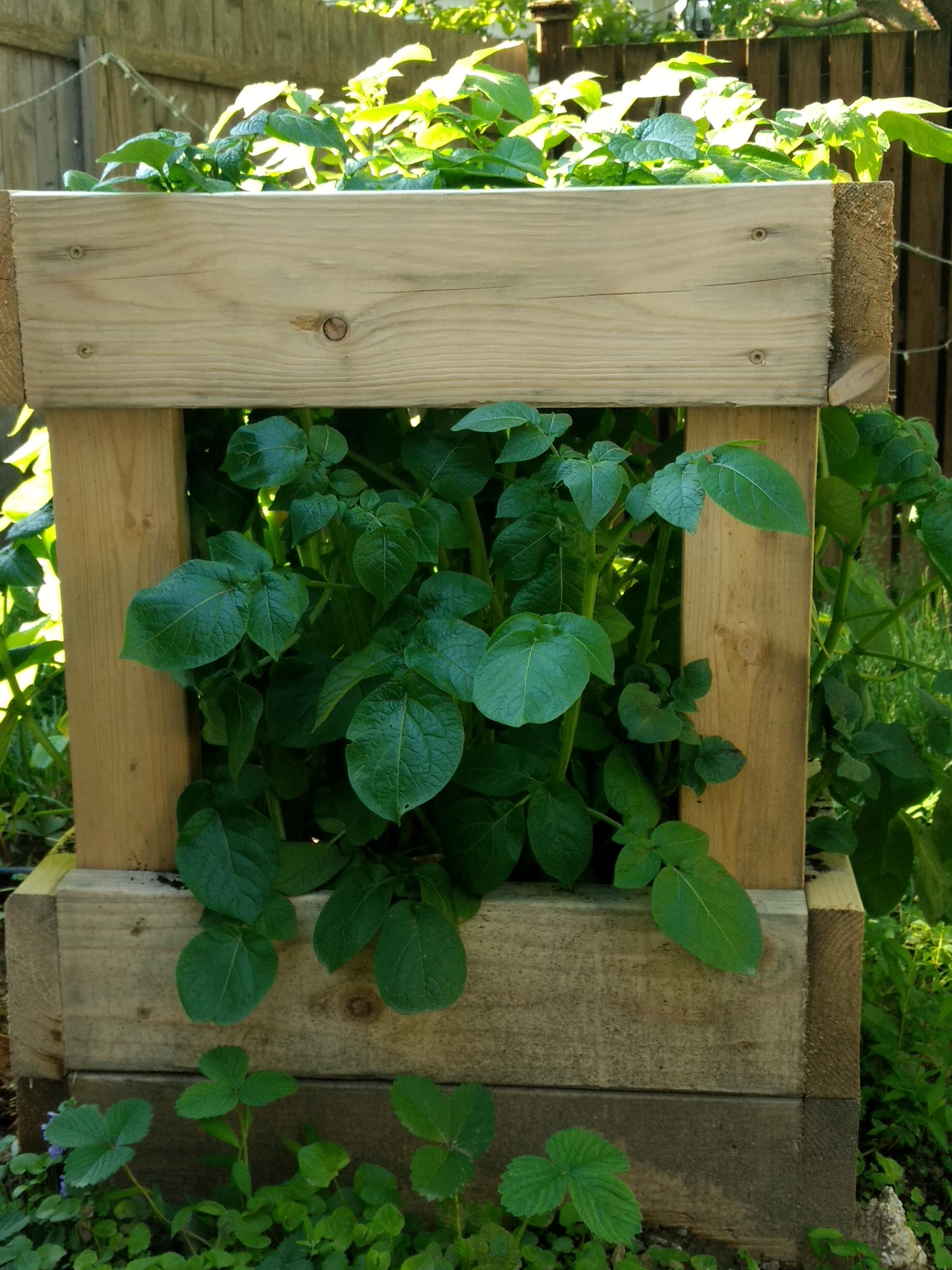 First time trying a vertical potato planter gardening