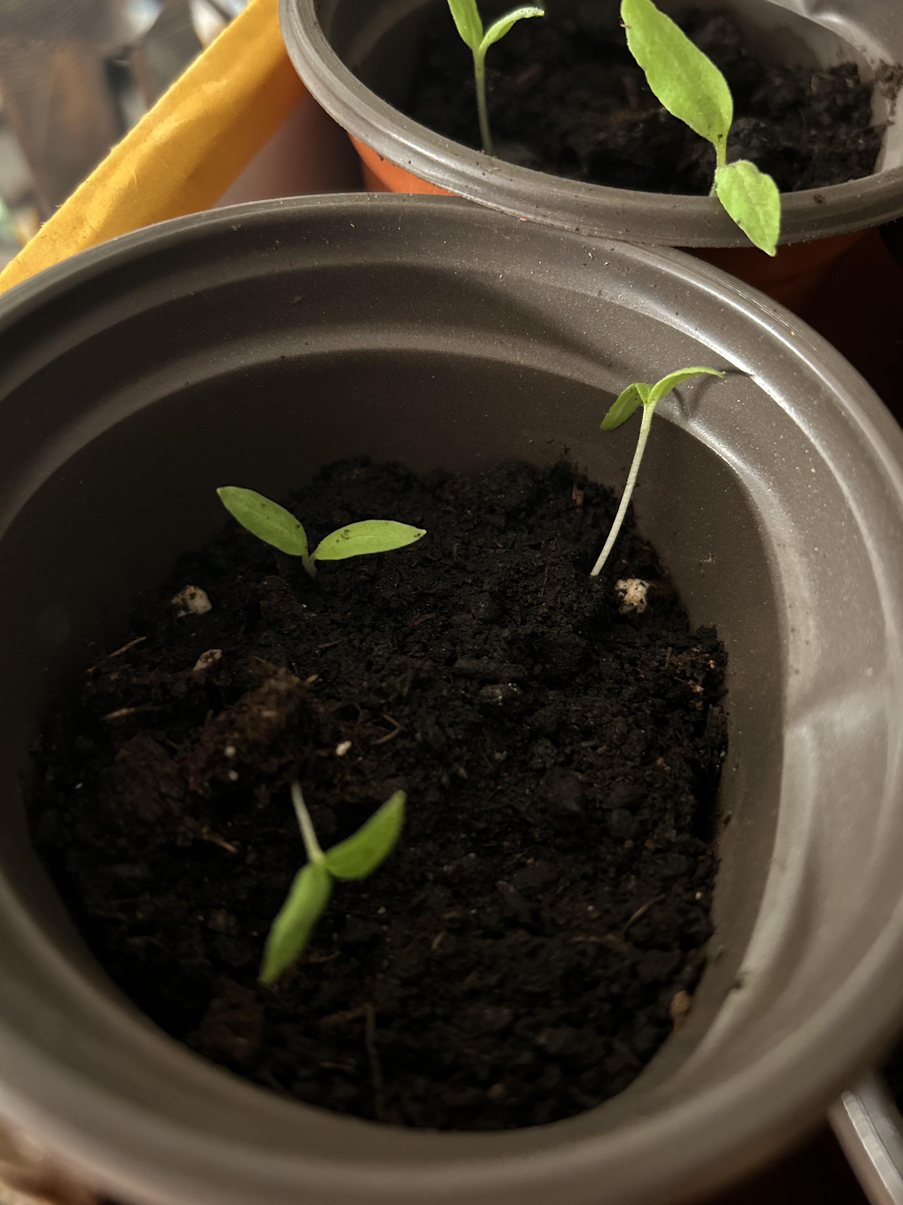Why are my eggplants taking so long to grow? They’ve been stuck at this