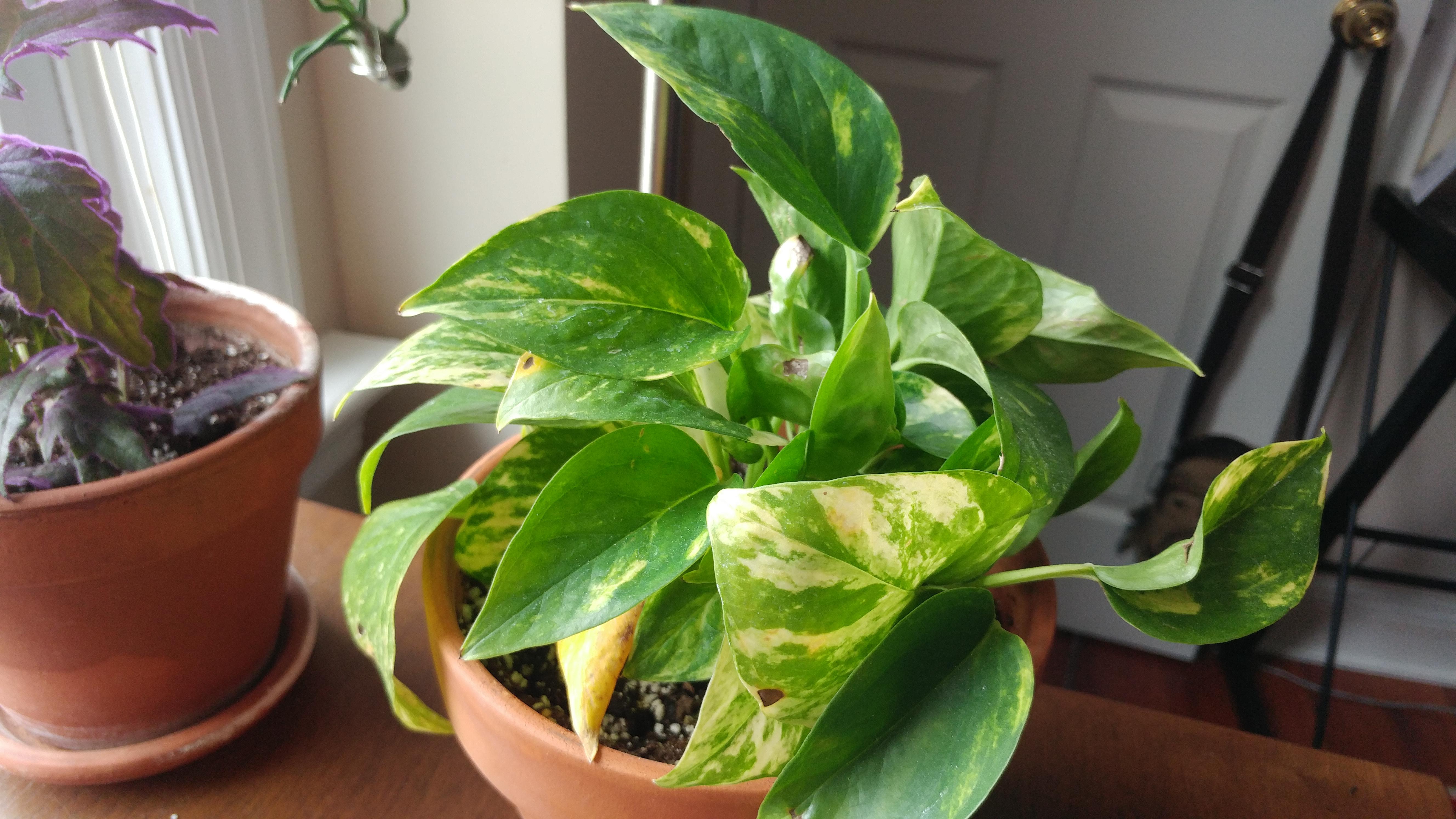 Marble queen pothos with brown spots/holes and yellowing leaves on the