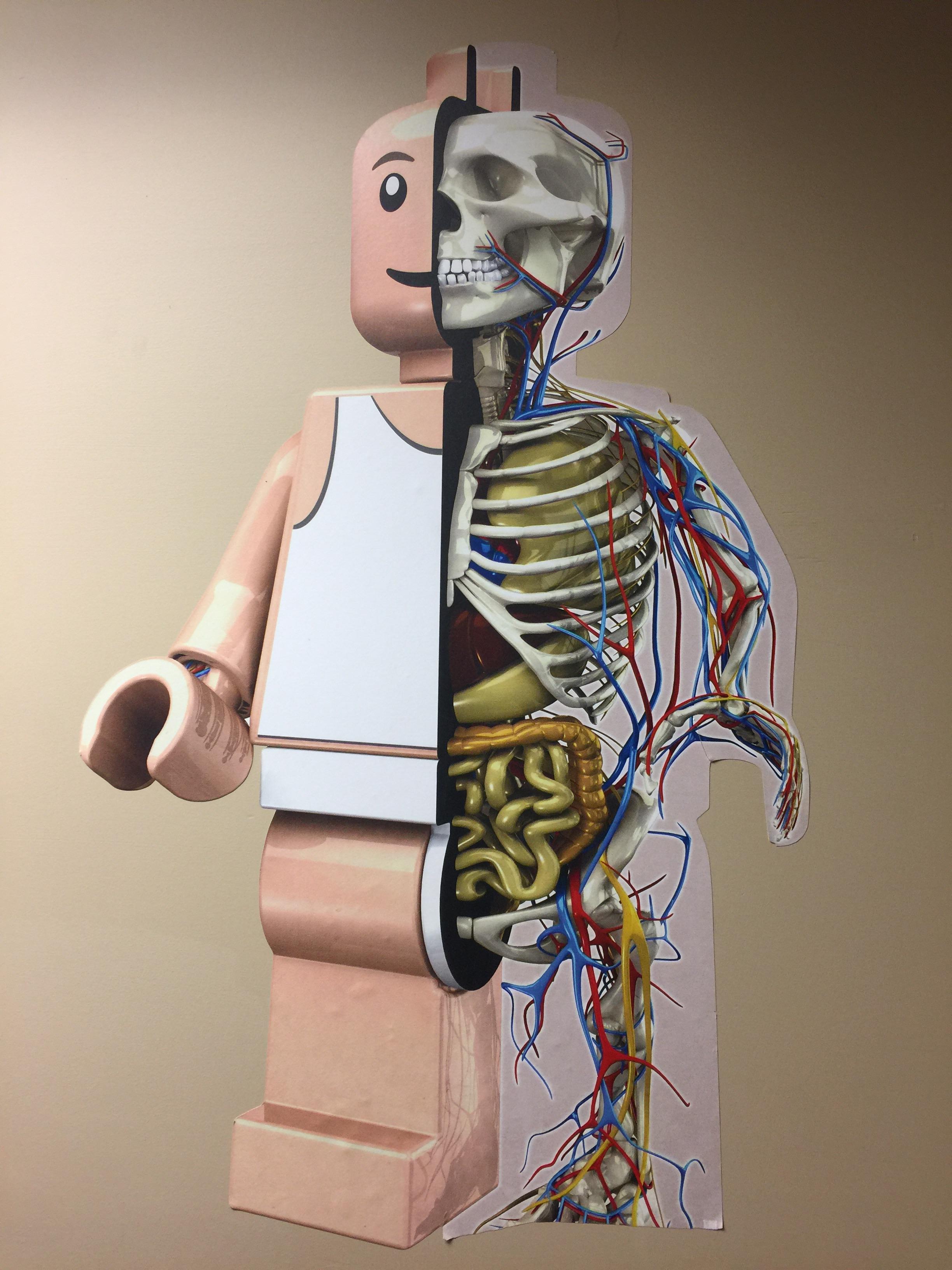 Anatomy of a Lego Man r/mildlyinteresting