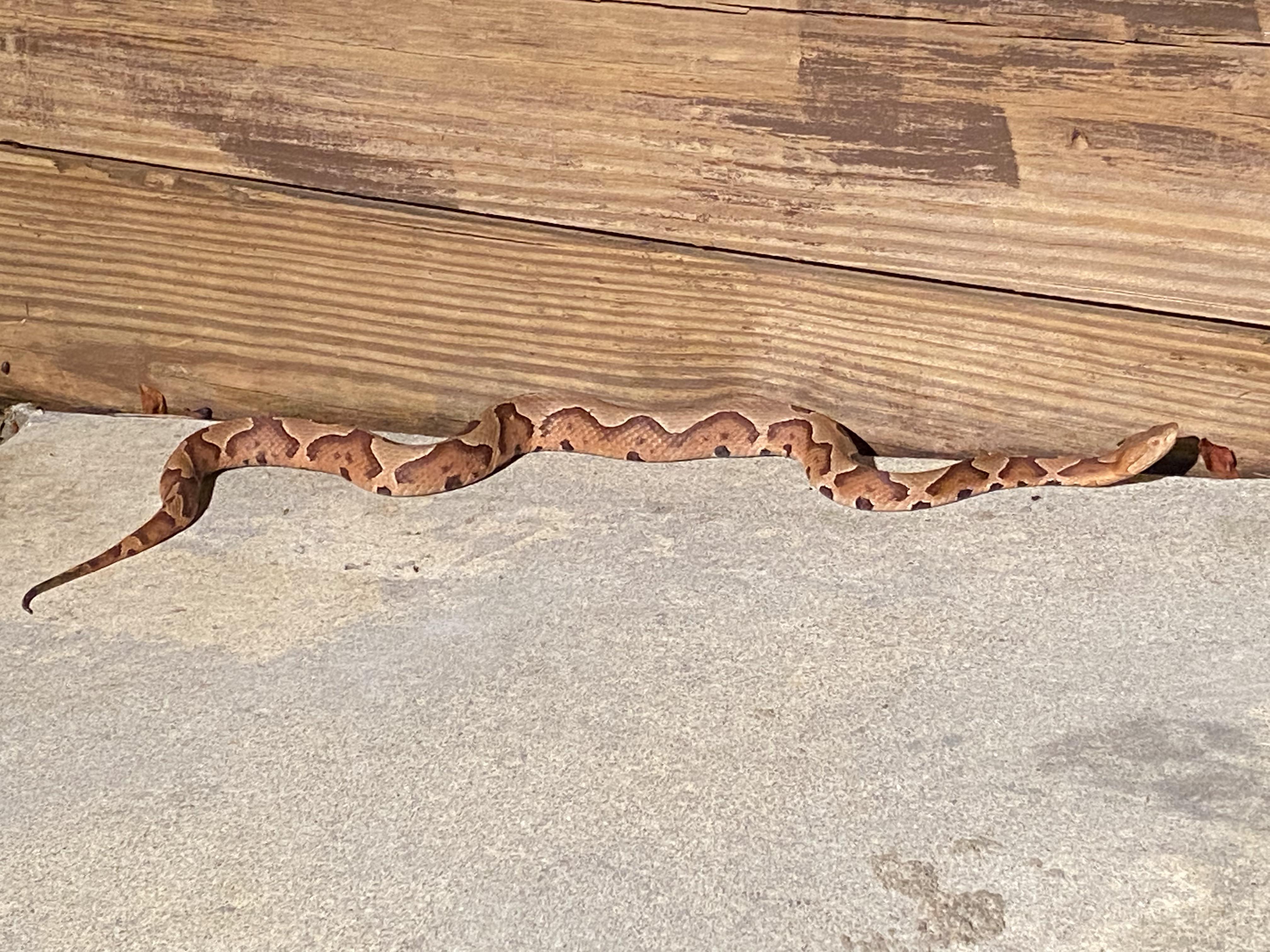 Copperhead Snake Habitat Map
