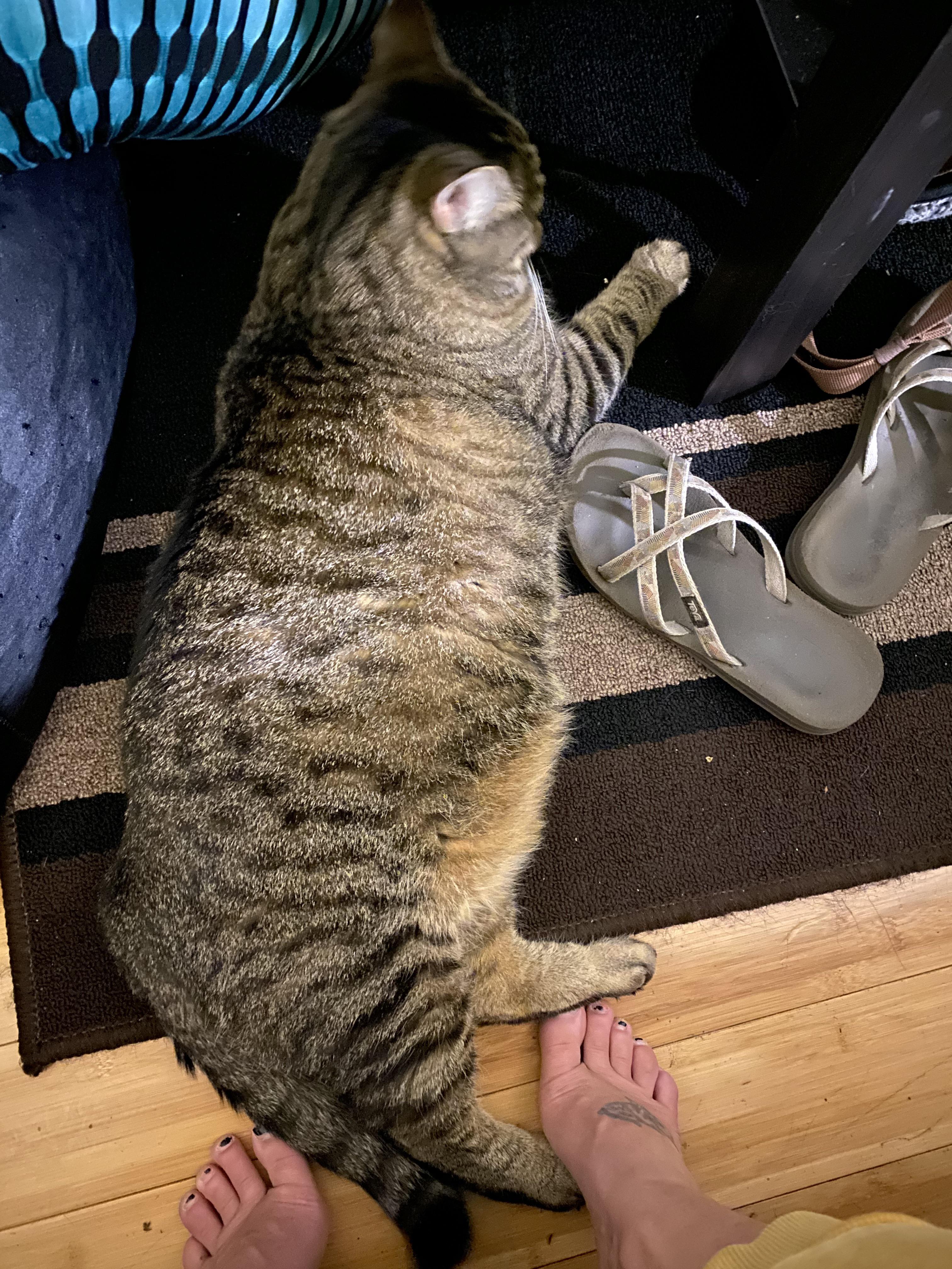 My friend’s cat guarding my shoes r/Delightfullychubby