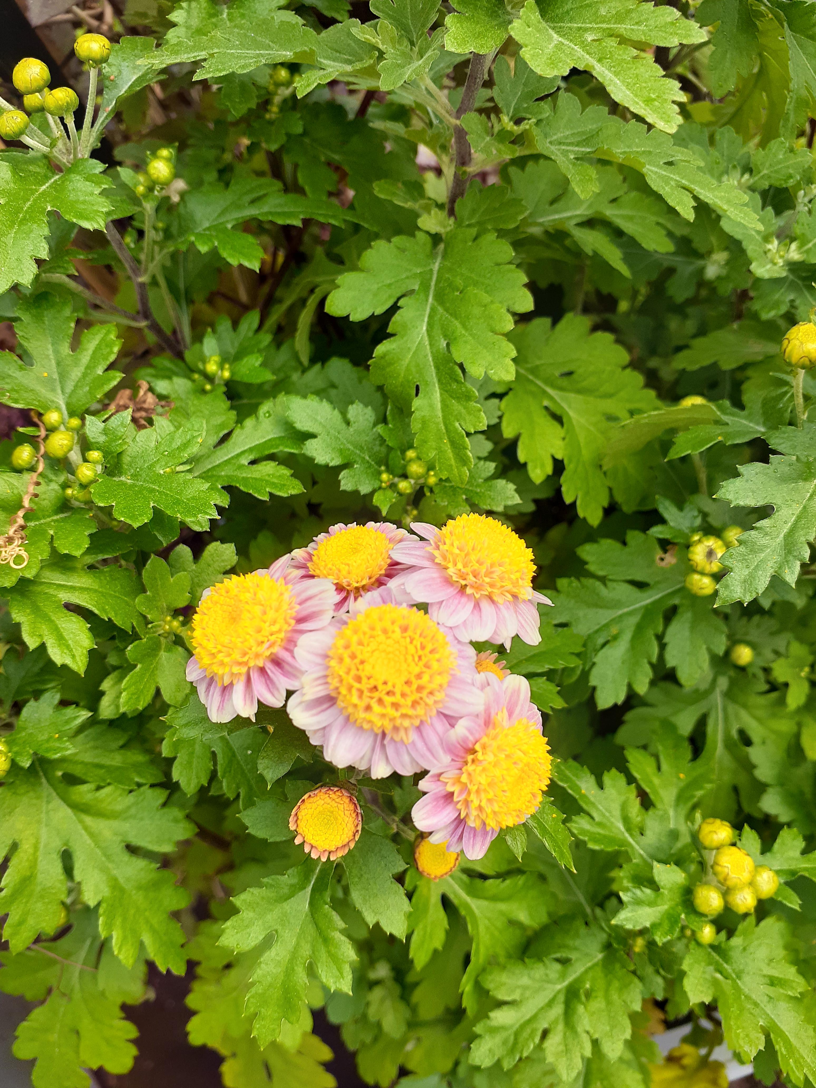 'Debbie Simon' chrysanthemum bonsai cultivar that I introduced several years ago. Also works as