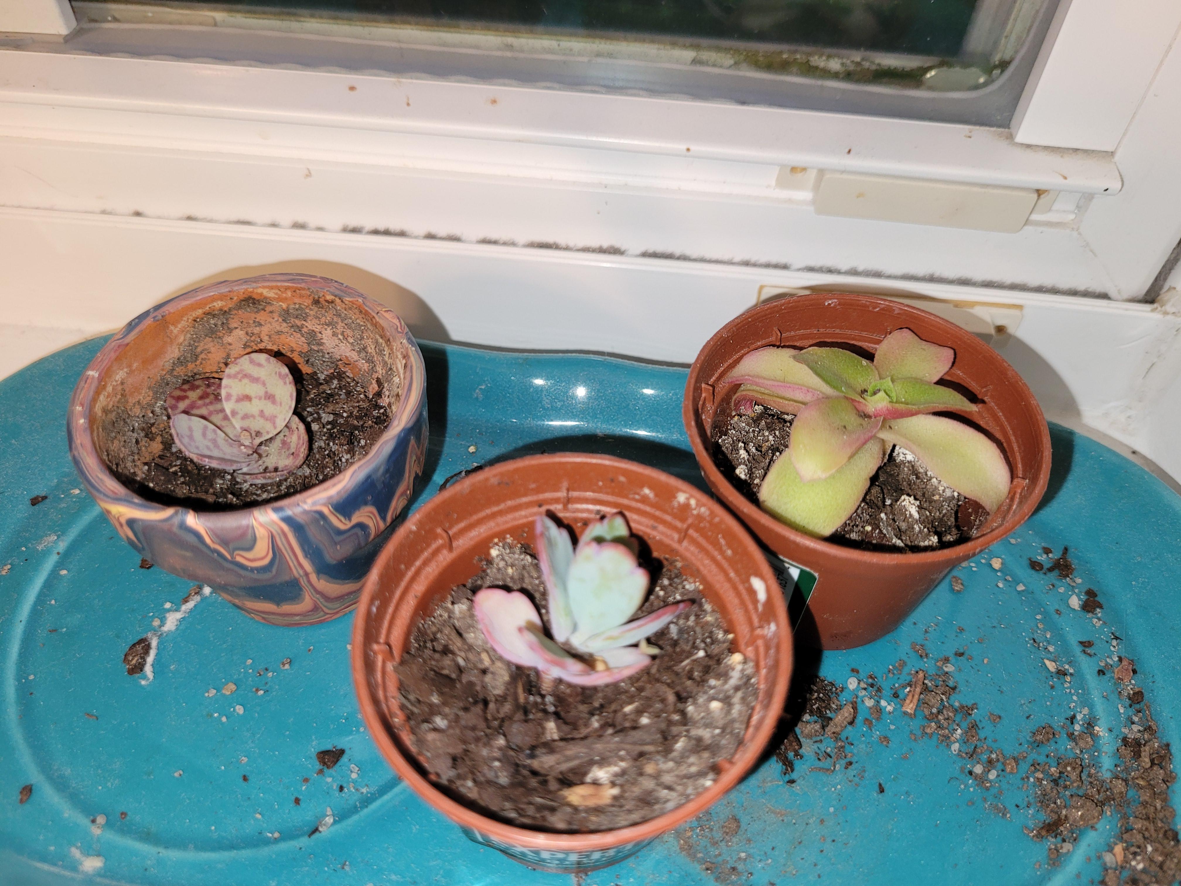 10000 best r/succulents images on Pholder it’s getting crowded in here!