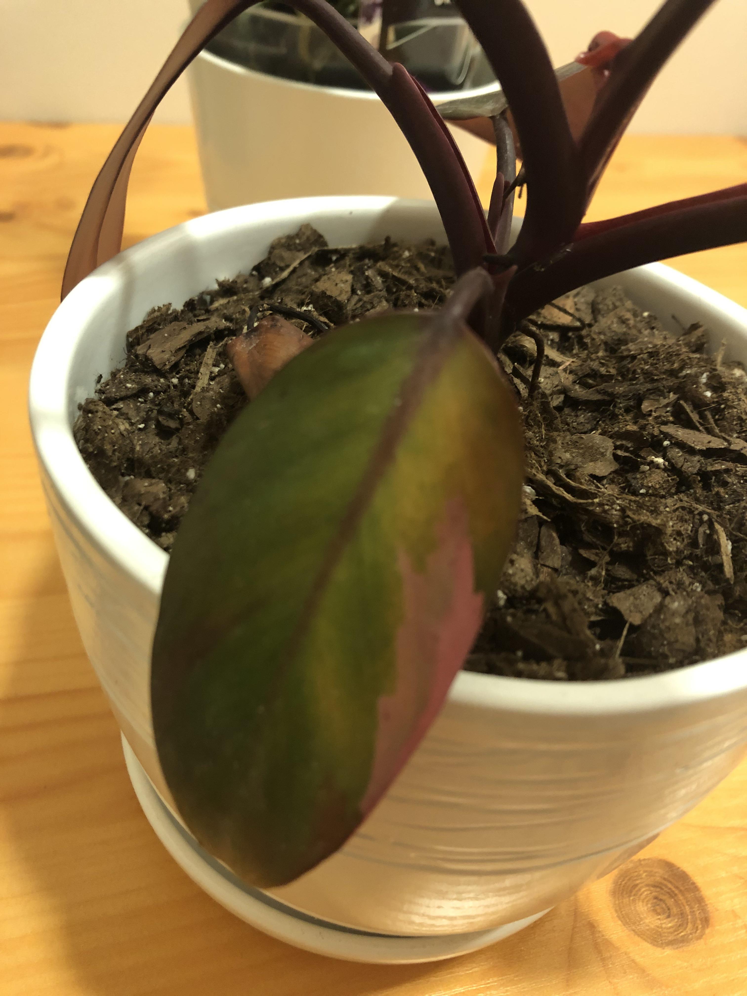 Pink Princess Leaves Yellowing at Paul Matthews blog