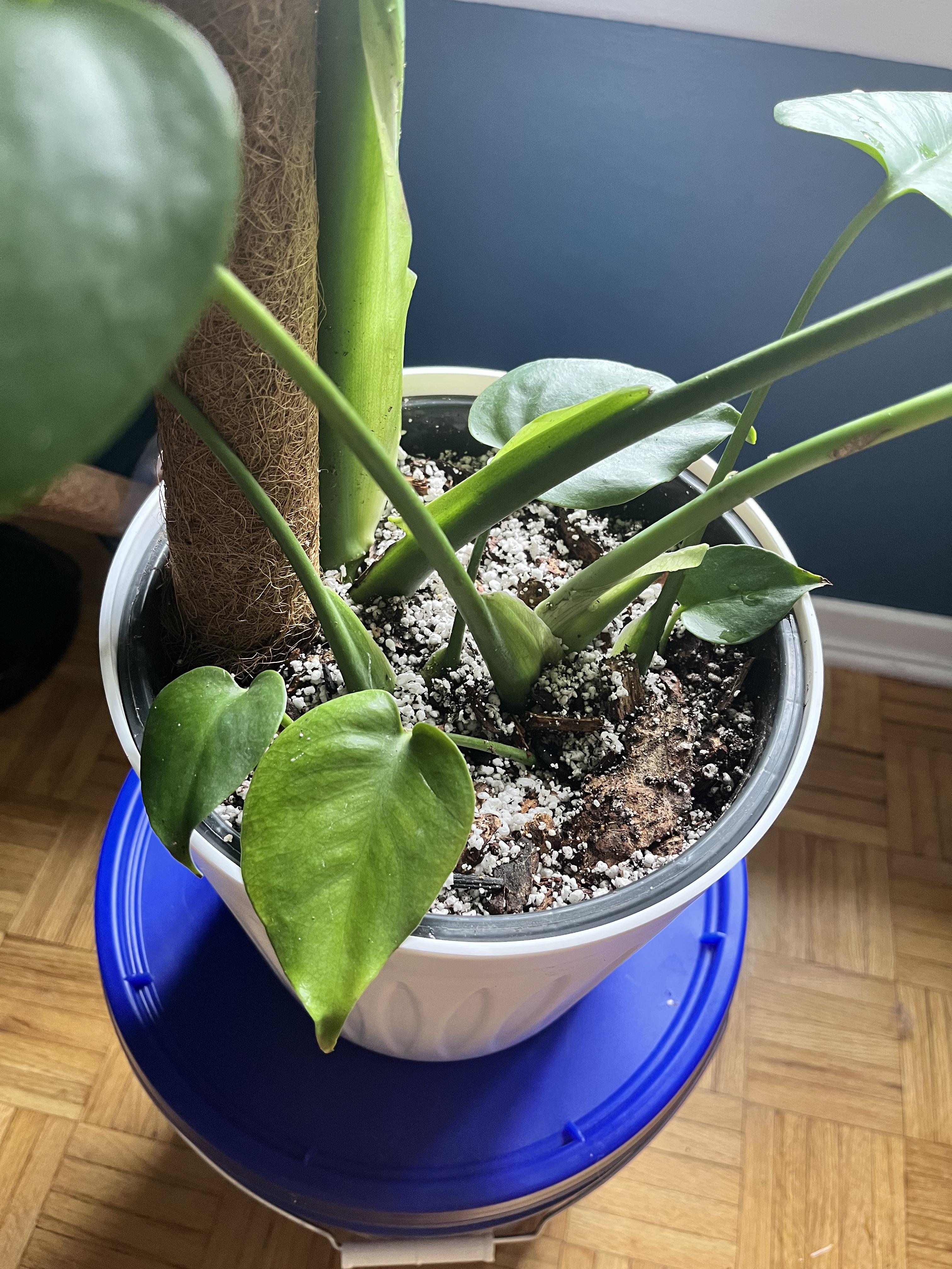 Is this too much Perlite? r/Monstera