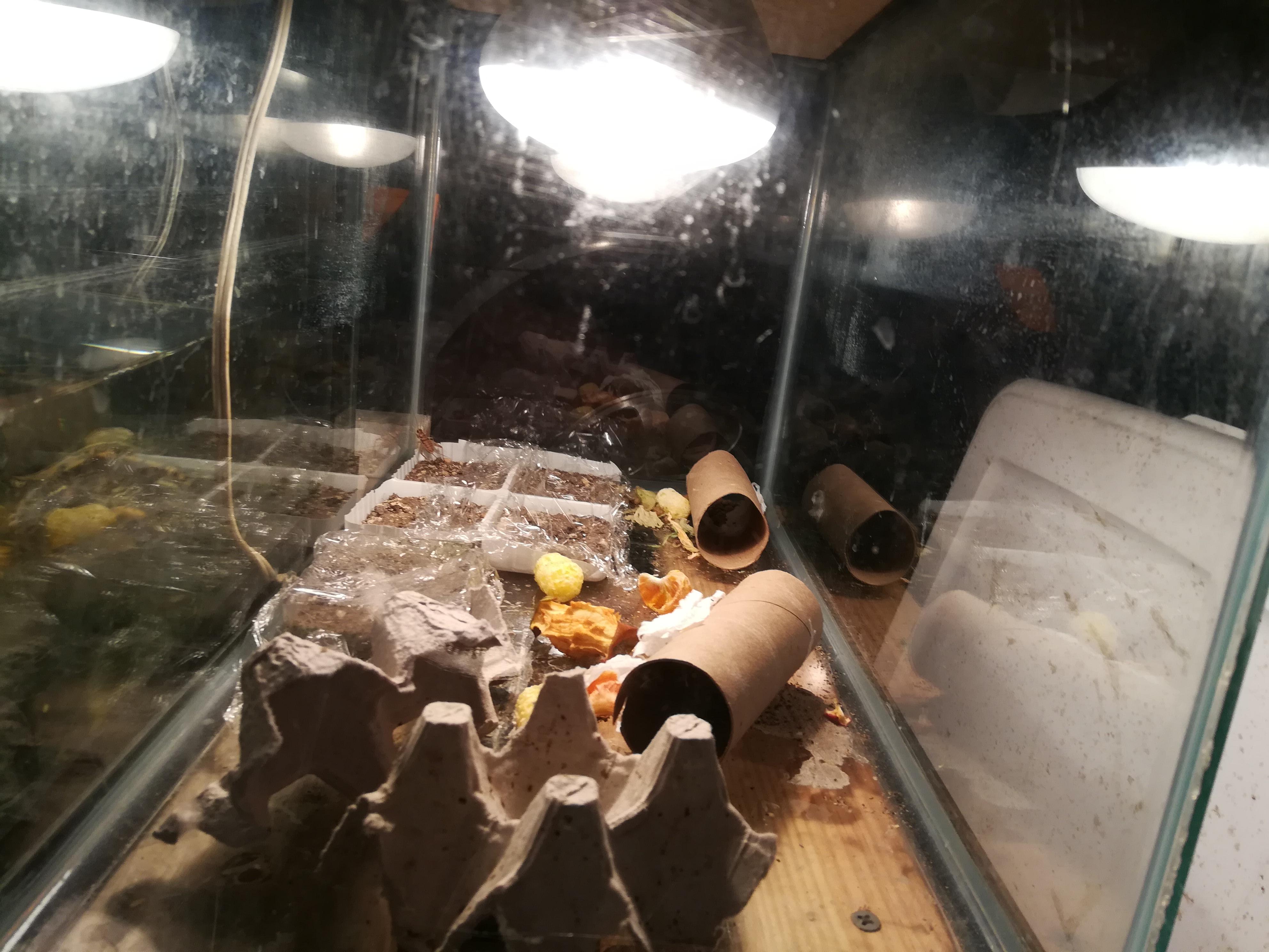 Tips on Cricket Breeding? r/InvertPets