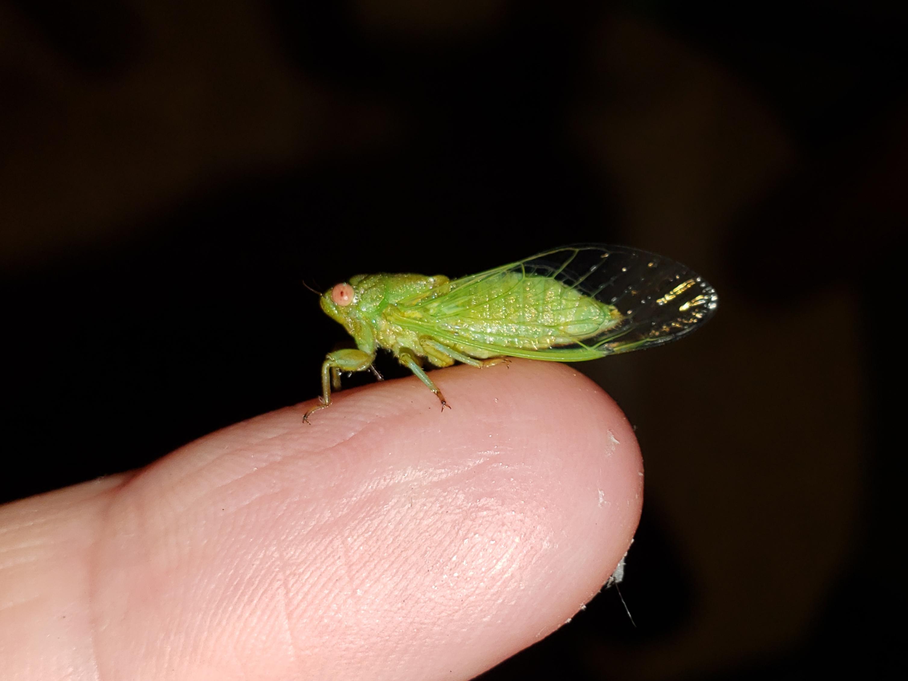 This Little Green Cicada, Cicadetta floridensis r/pics