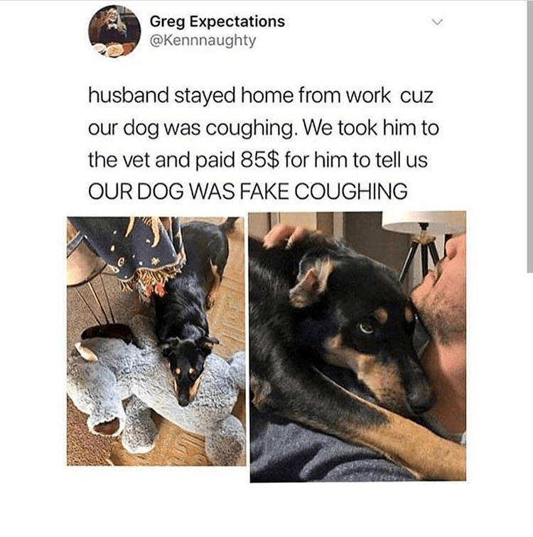 Dog intentionally fake coughs to get more attention, if this isn’t