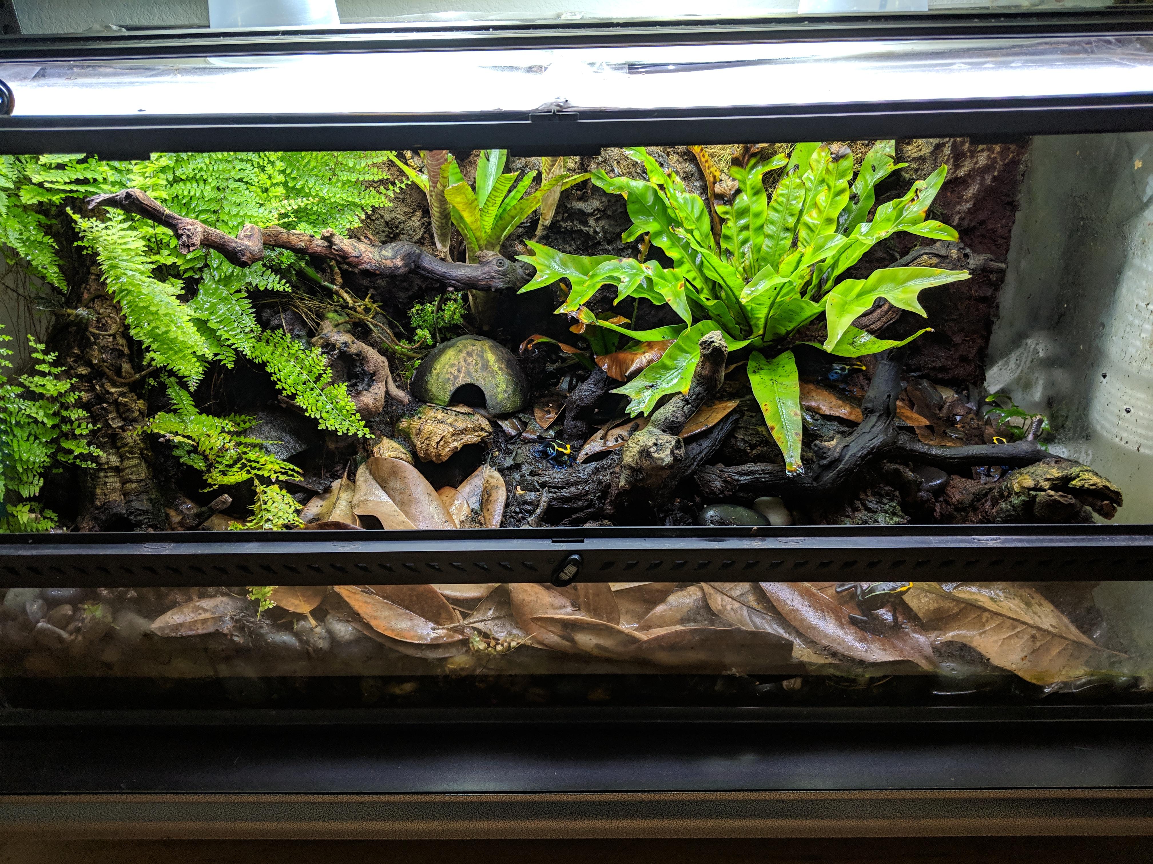 FTS of my Cobalt vivarium. Exo Terra 36"x18"x18" r/DartFrog