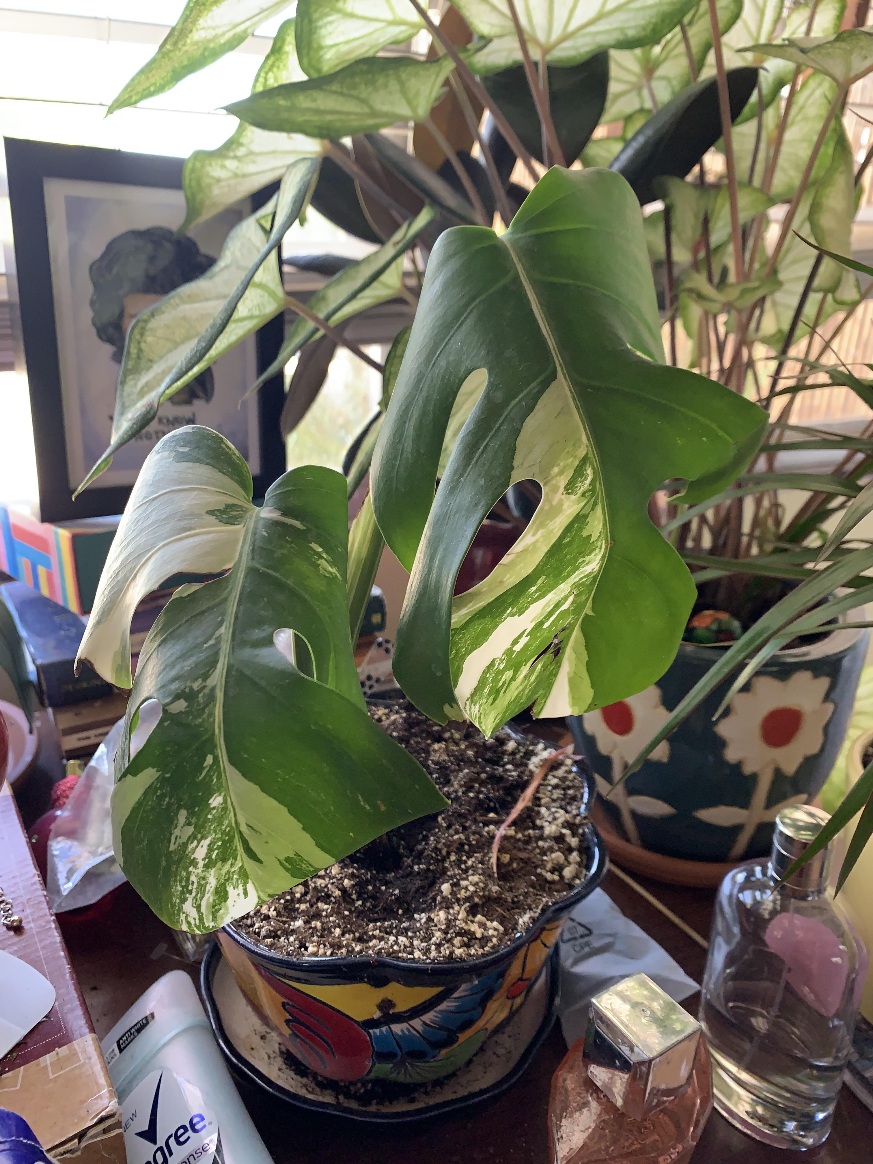 The Best Why Is My Monstera Curling 2022