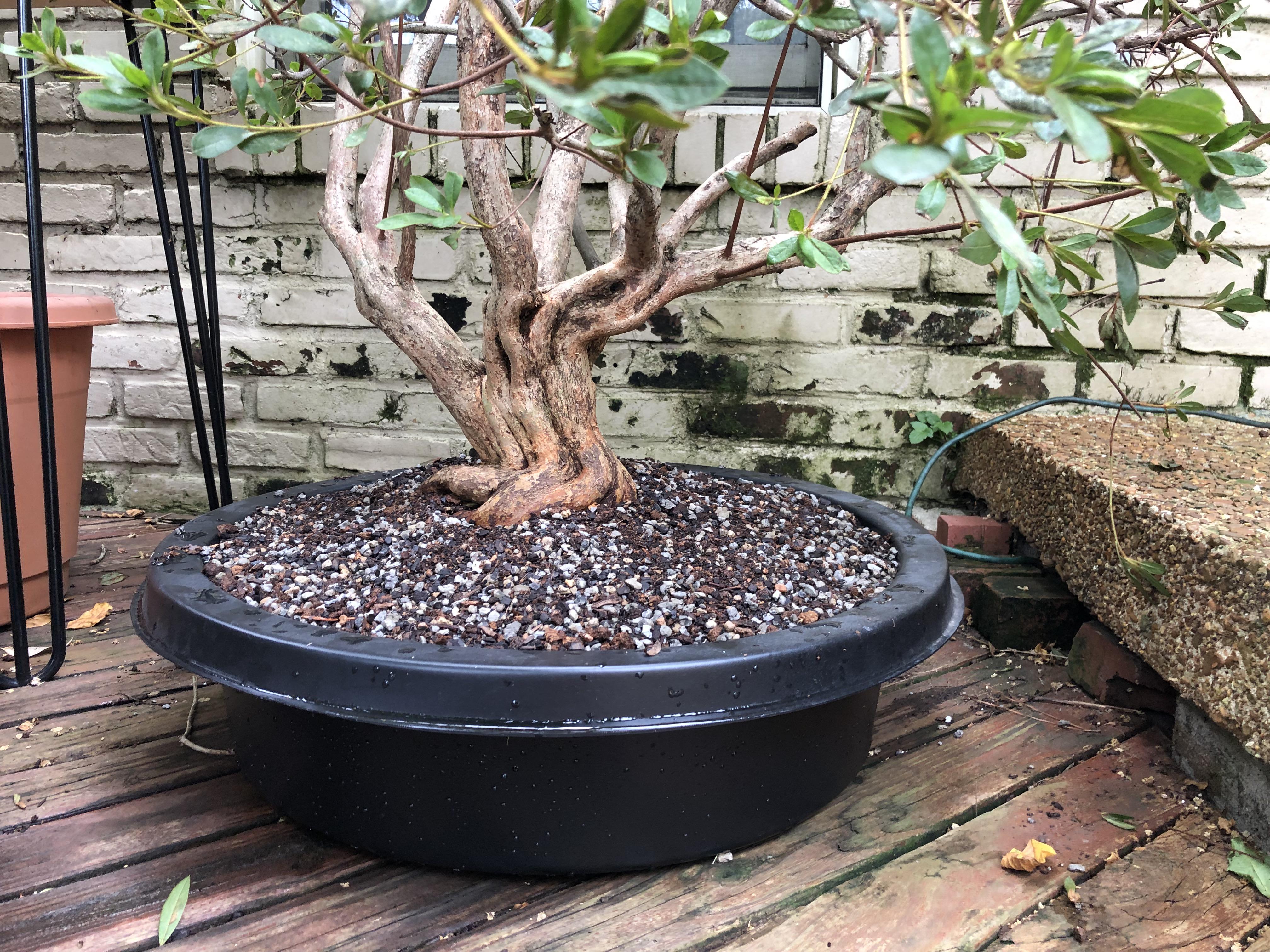 Azalea yamadori update New soil and pot r/Bonsai