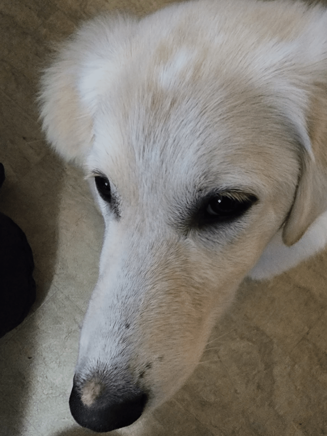 We got a puppy and hes a chewer. So the first couple of days, we put