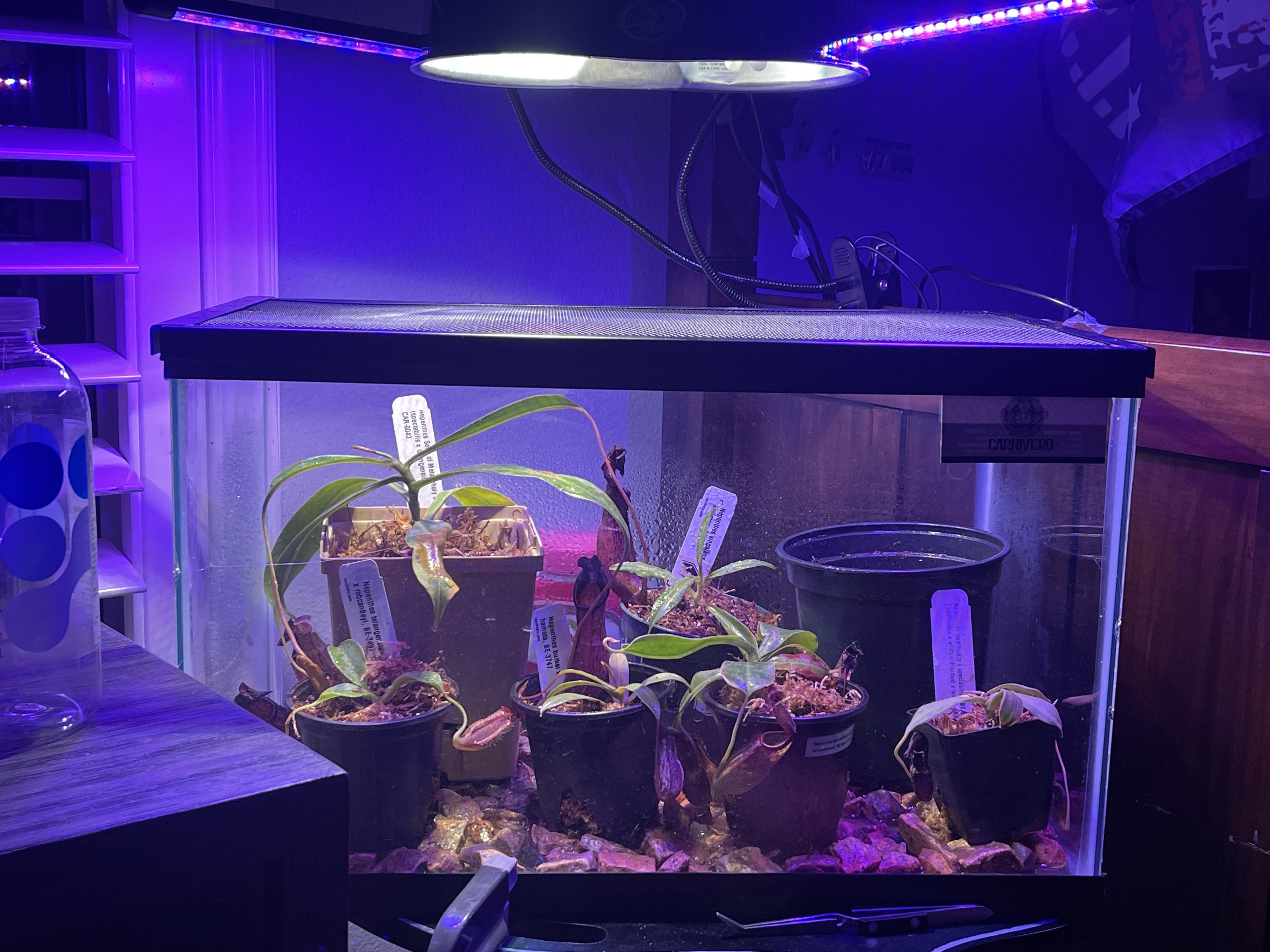 update I fixed my light issue! They should be happy now! Also. Can I