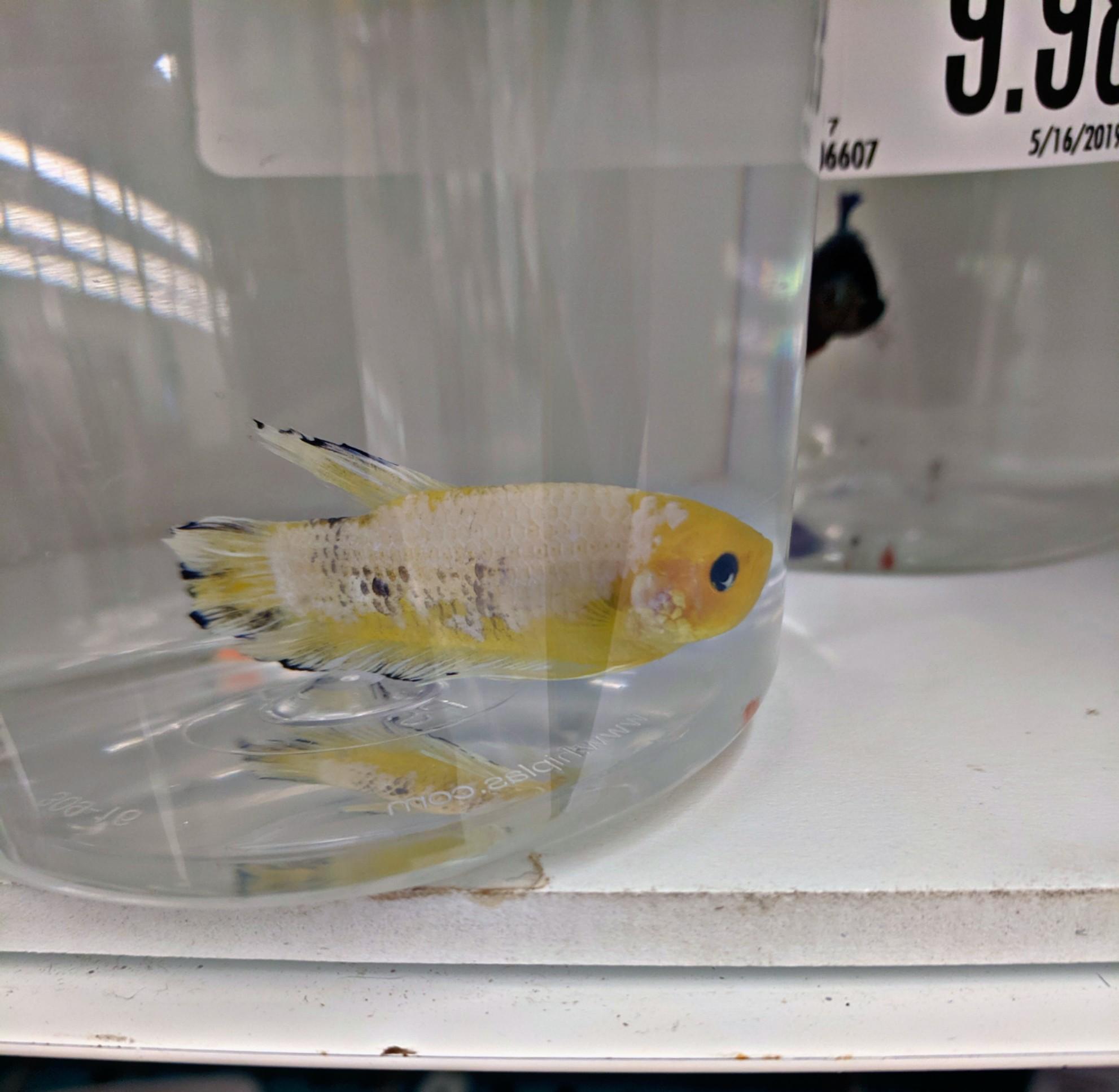 Check out this sad yellow dude. Lakewood Oh pet supplies plus. I hope