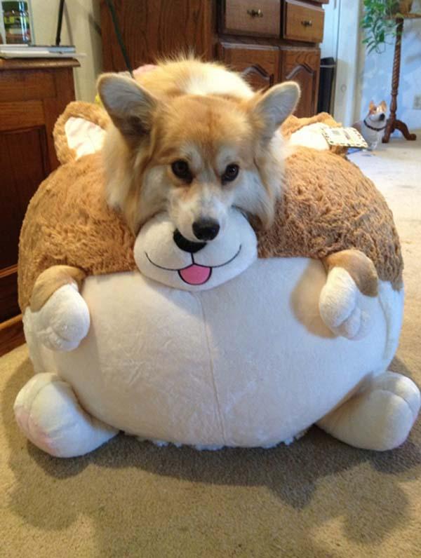 relaxes on a big pillow. aww