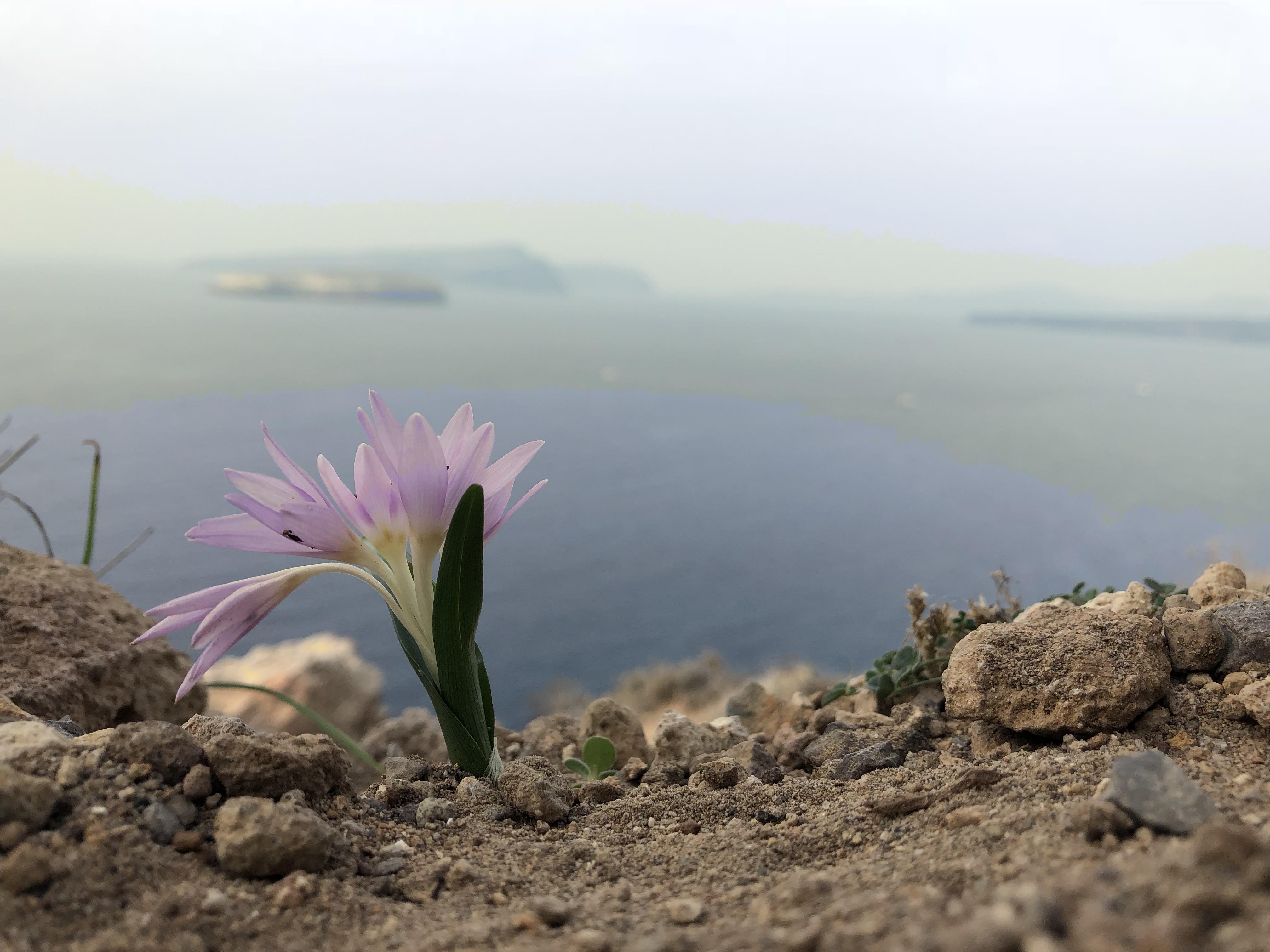 This flower on the southern edge of Santorini r/greece