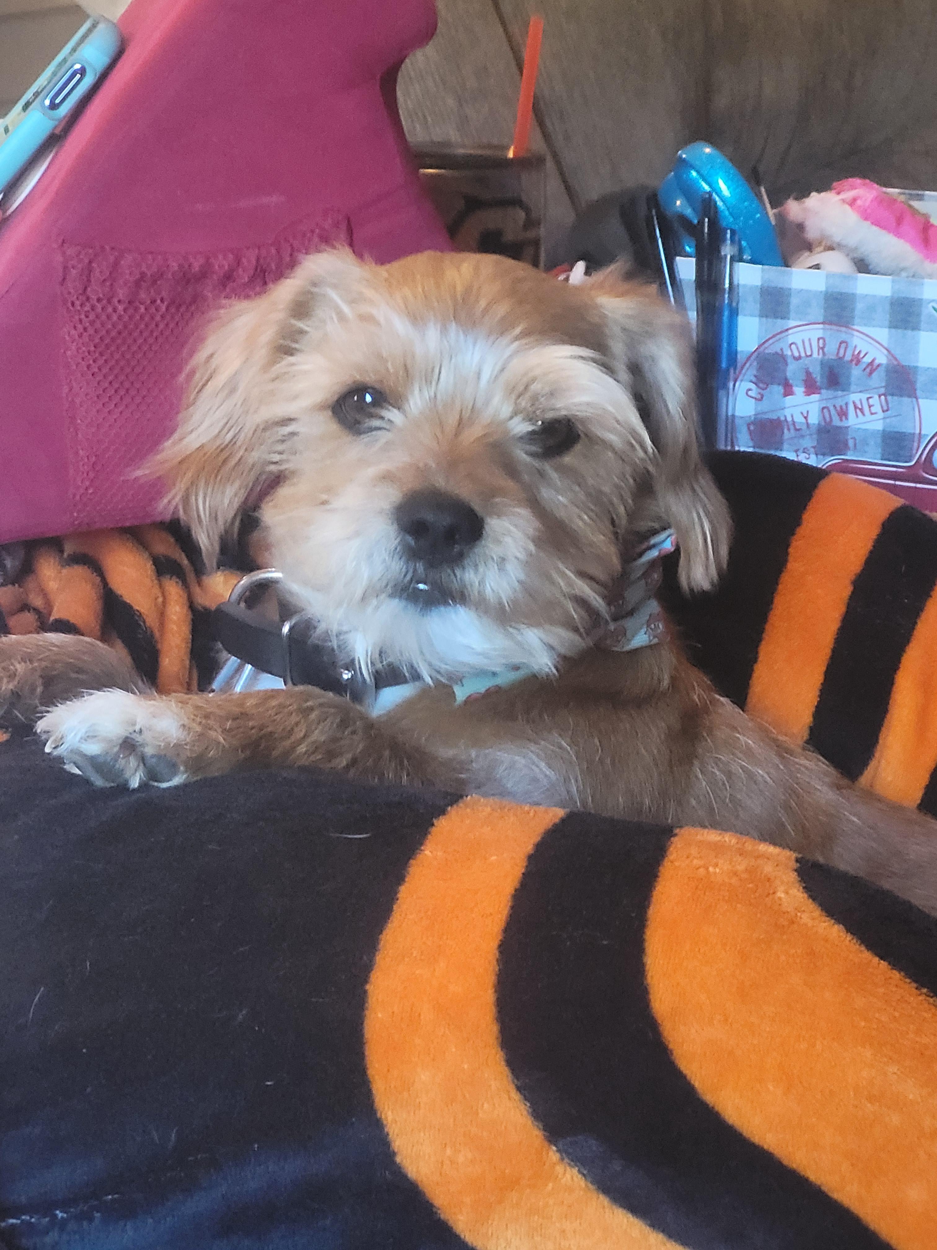 367 best Border Terrier images on Pholder Border Terrier, Aww and I