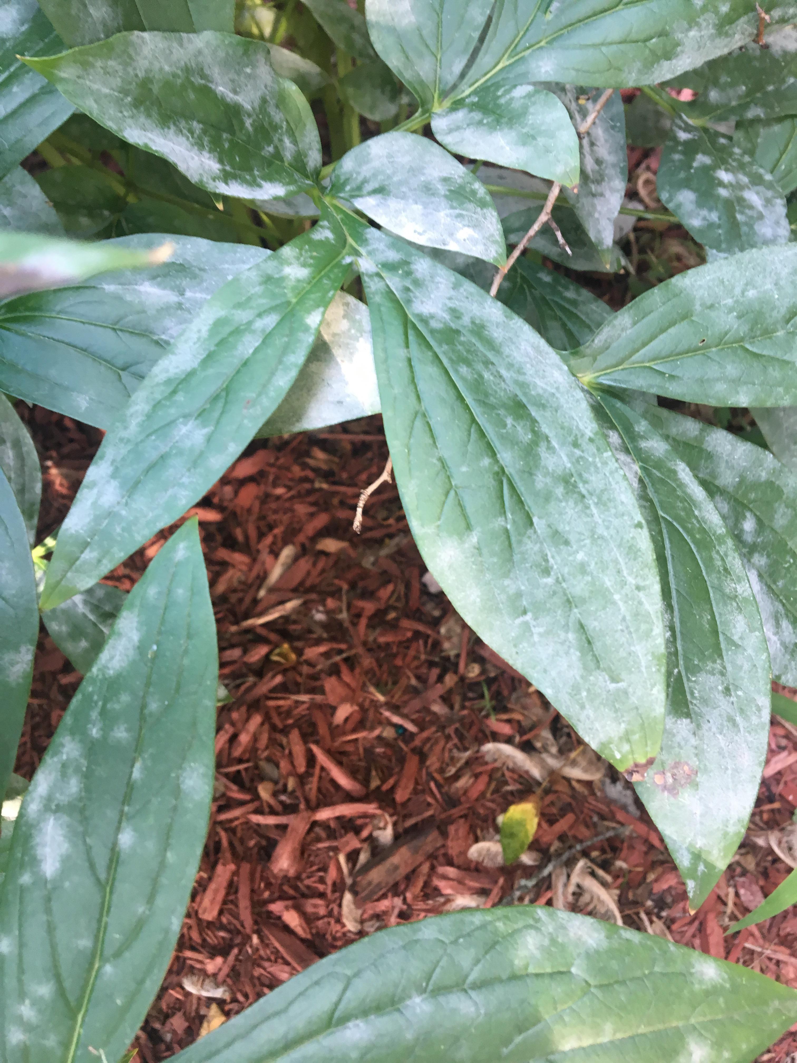 Is this powdery mildew? This showed up on my peony plants. Anyone know