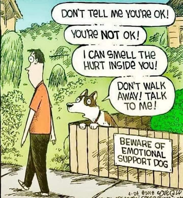 Beware of the emotionally support dog r/funny