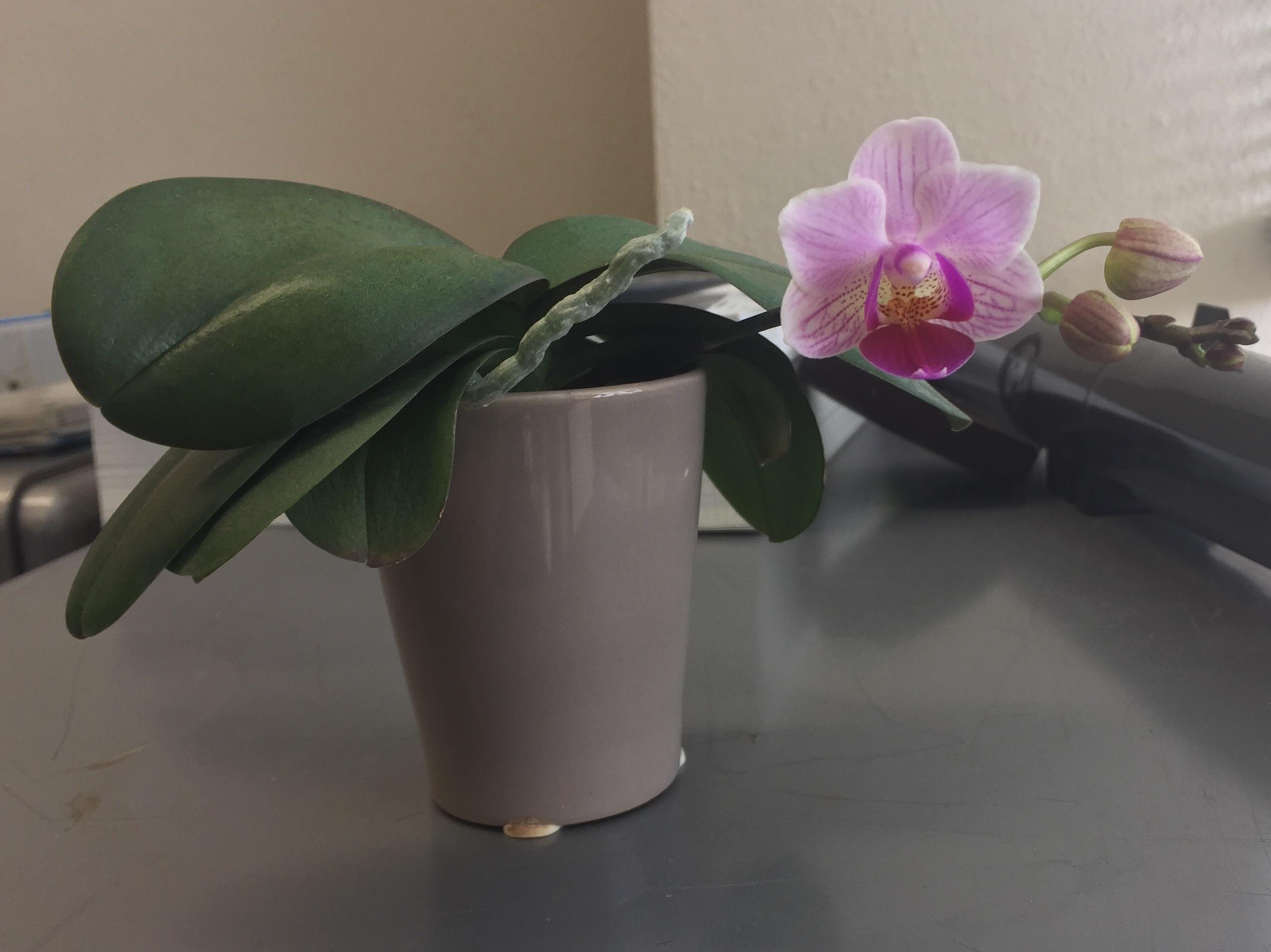 My first rebloom! Miniphalaenopsis r/orchids