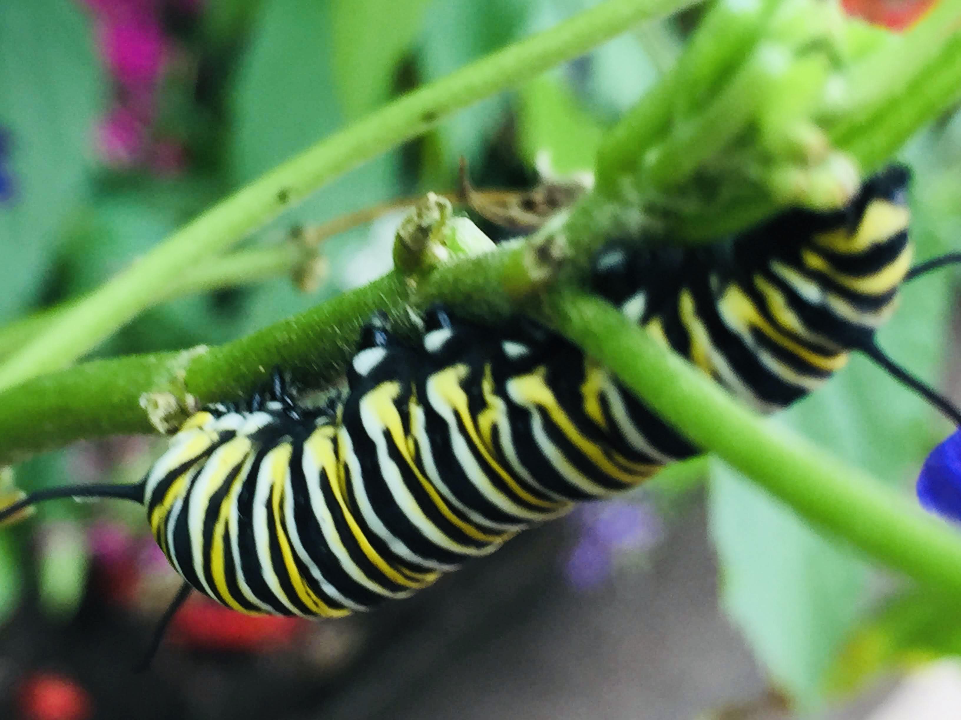 Caterpillar in EPCOT's popup butterfly exhibit r/pics