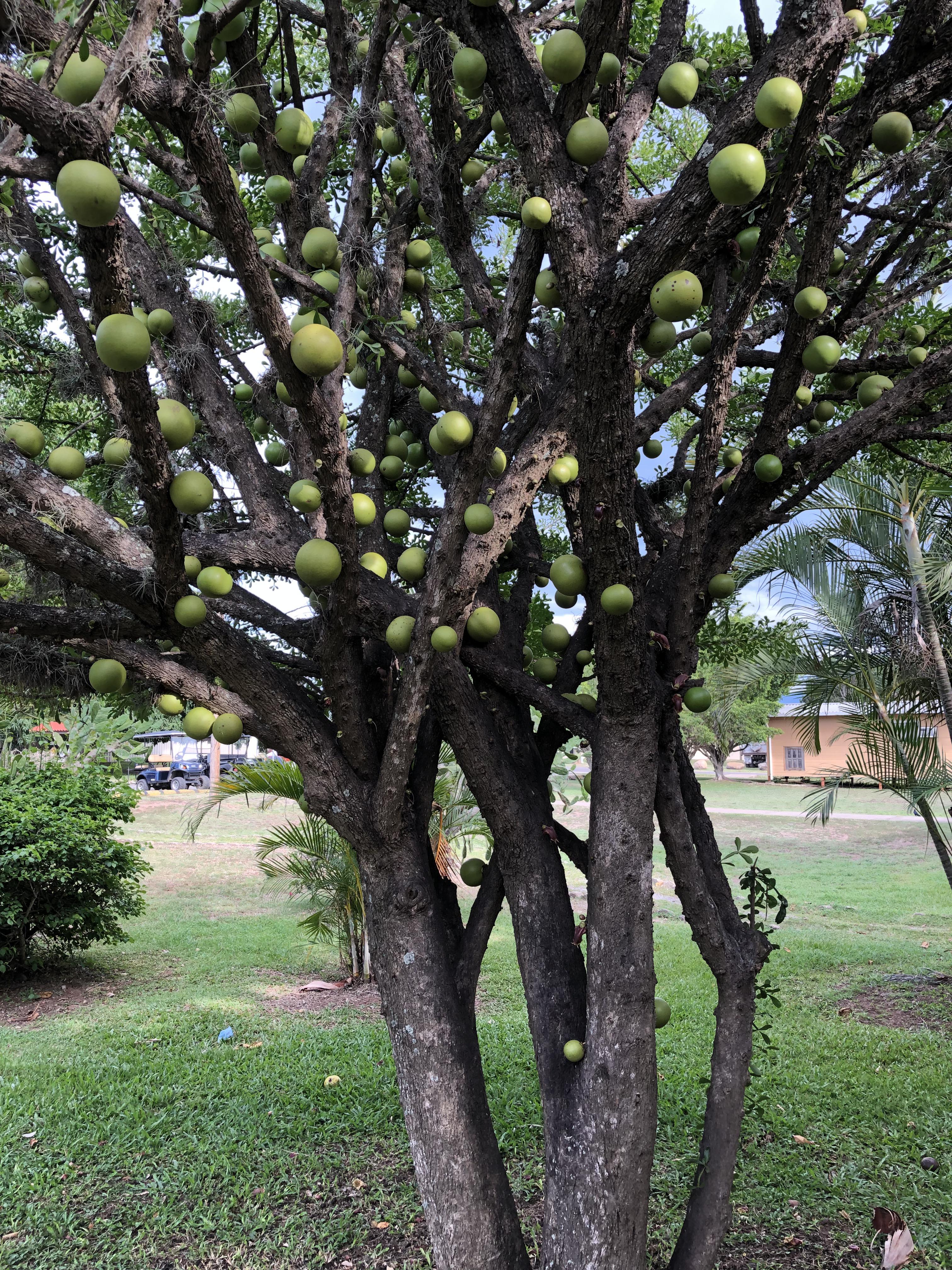 This tree in Honduras with fruit growing on the trunk as well as the