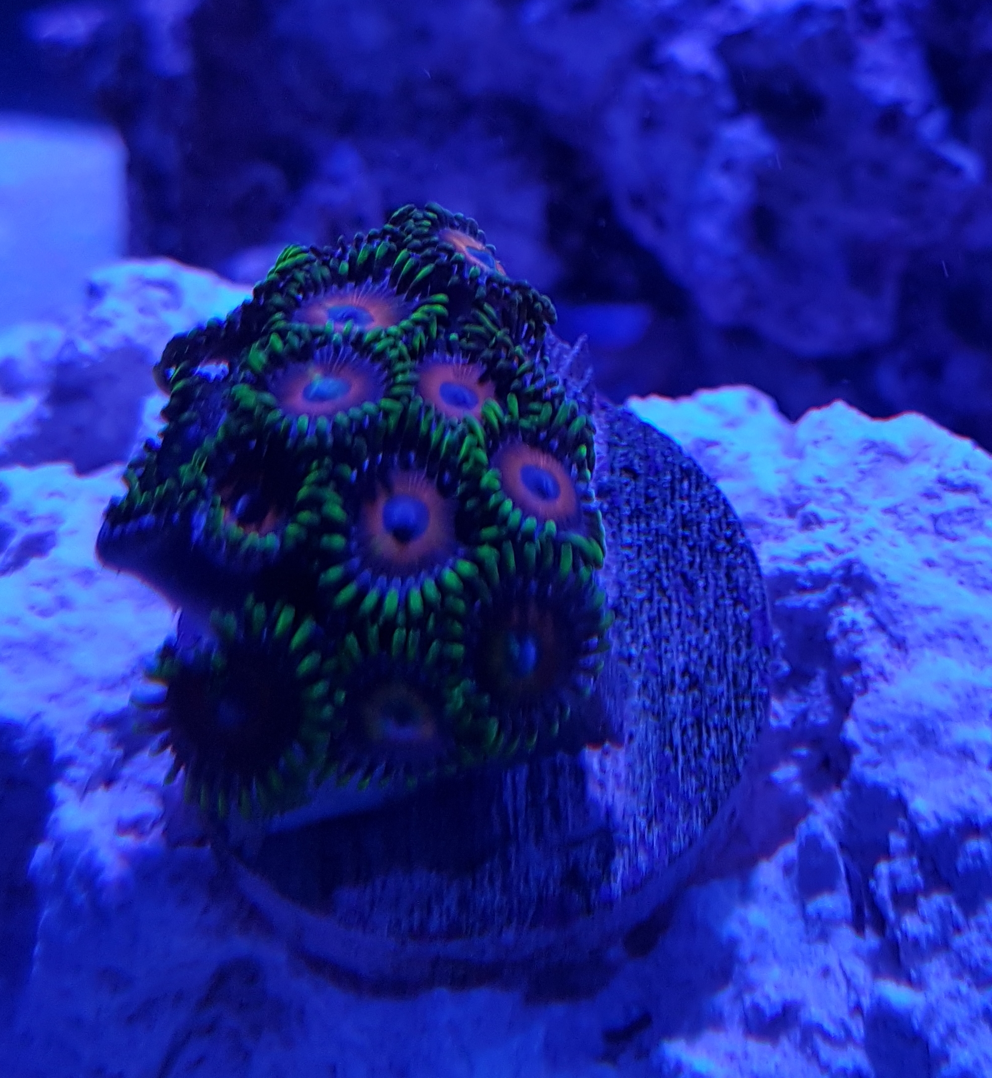Zoa ID Fruitloop? ReefTank