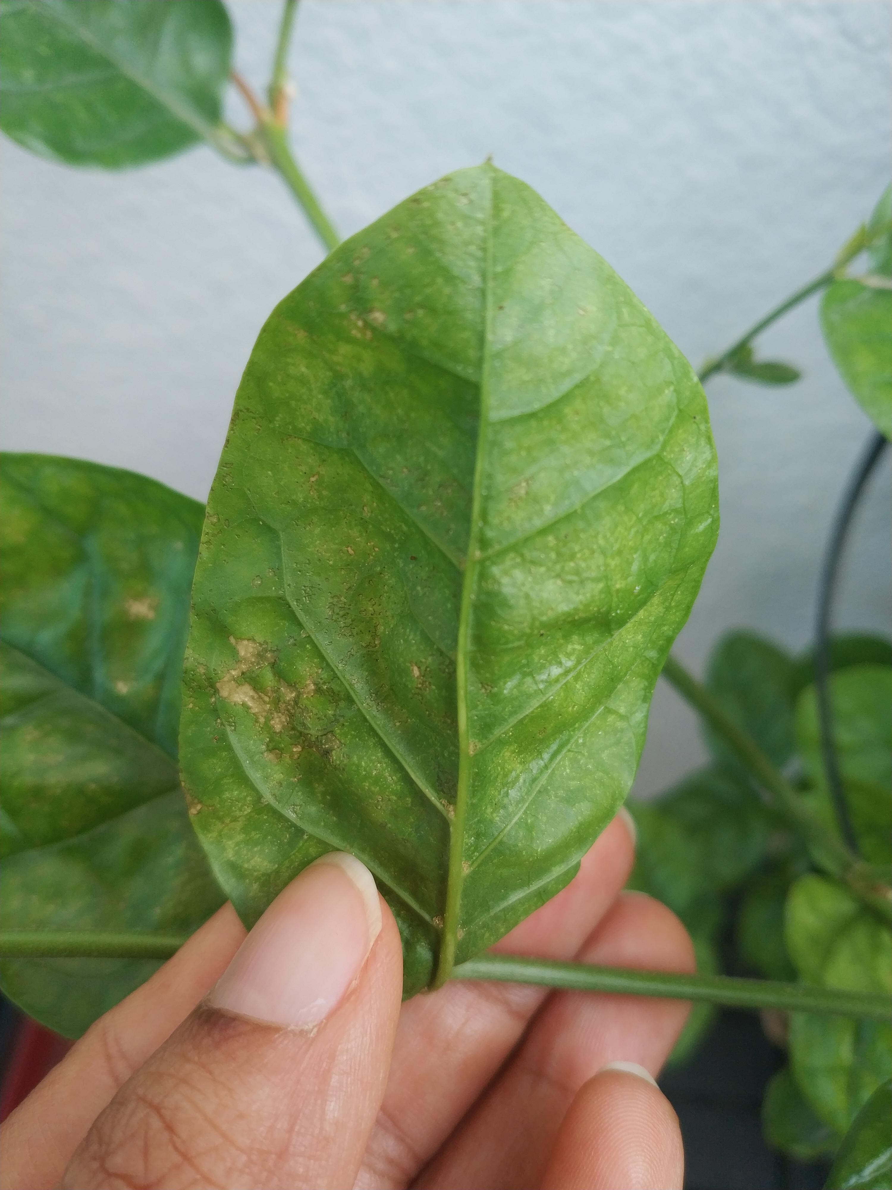 Underside of jasmine leaves are like this. There was a mealybug problem